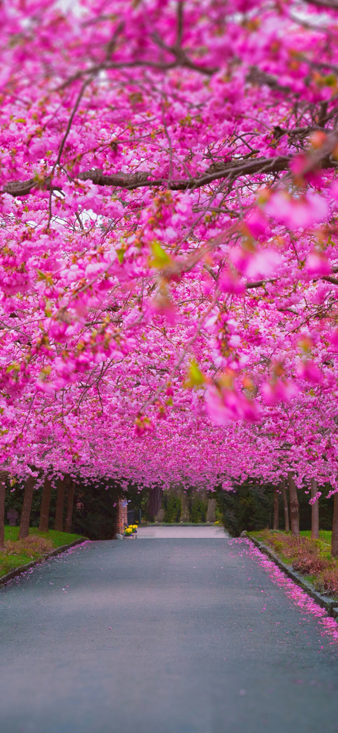 Cherry Blossom, Parks Wallpaper, 1130x2440 HD Phone