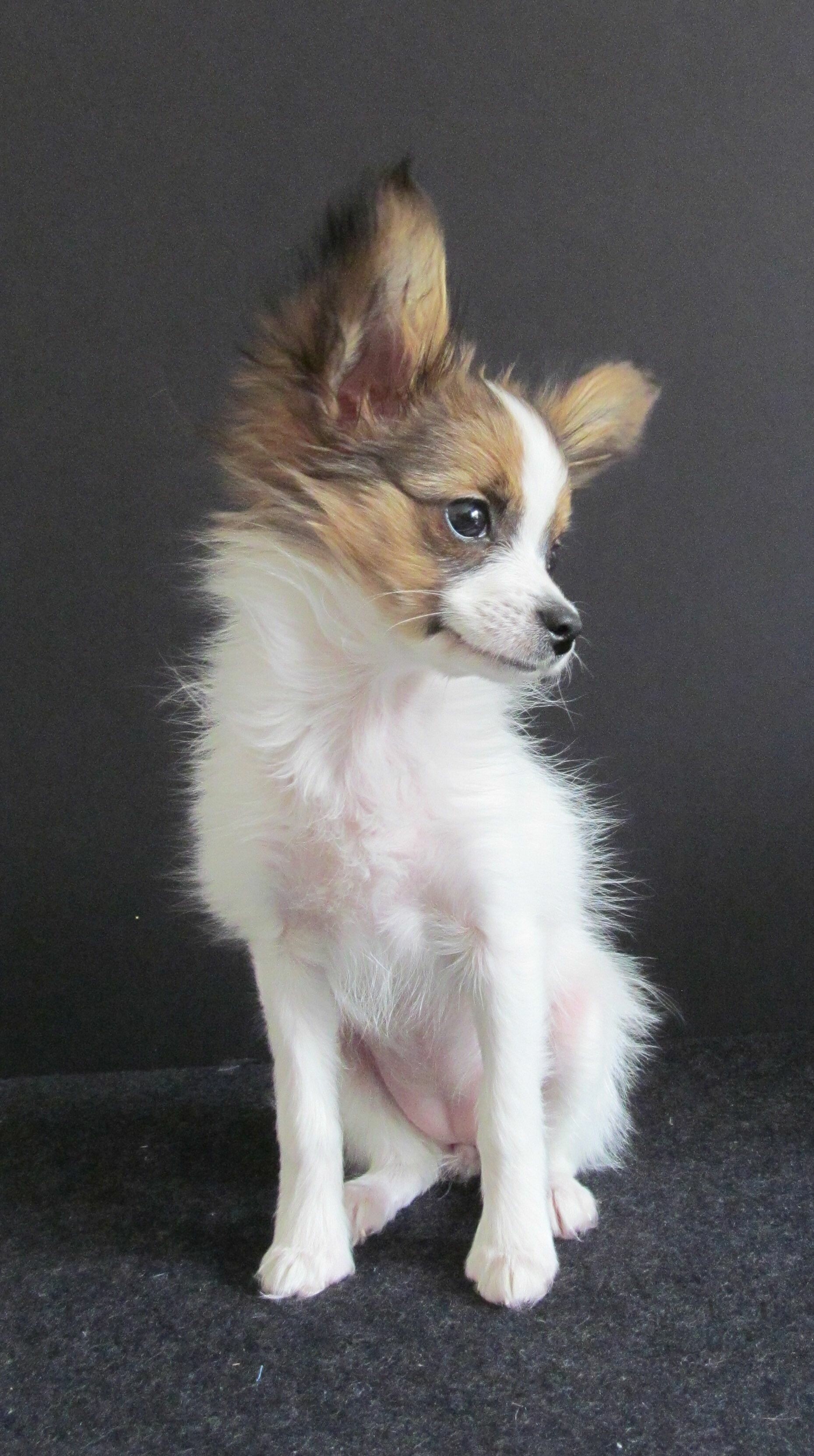 Puppy, Papillon Dog Wallpaper, 1860x3330 HD Phone