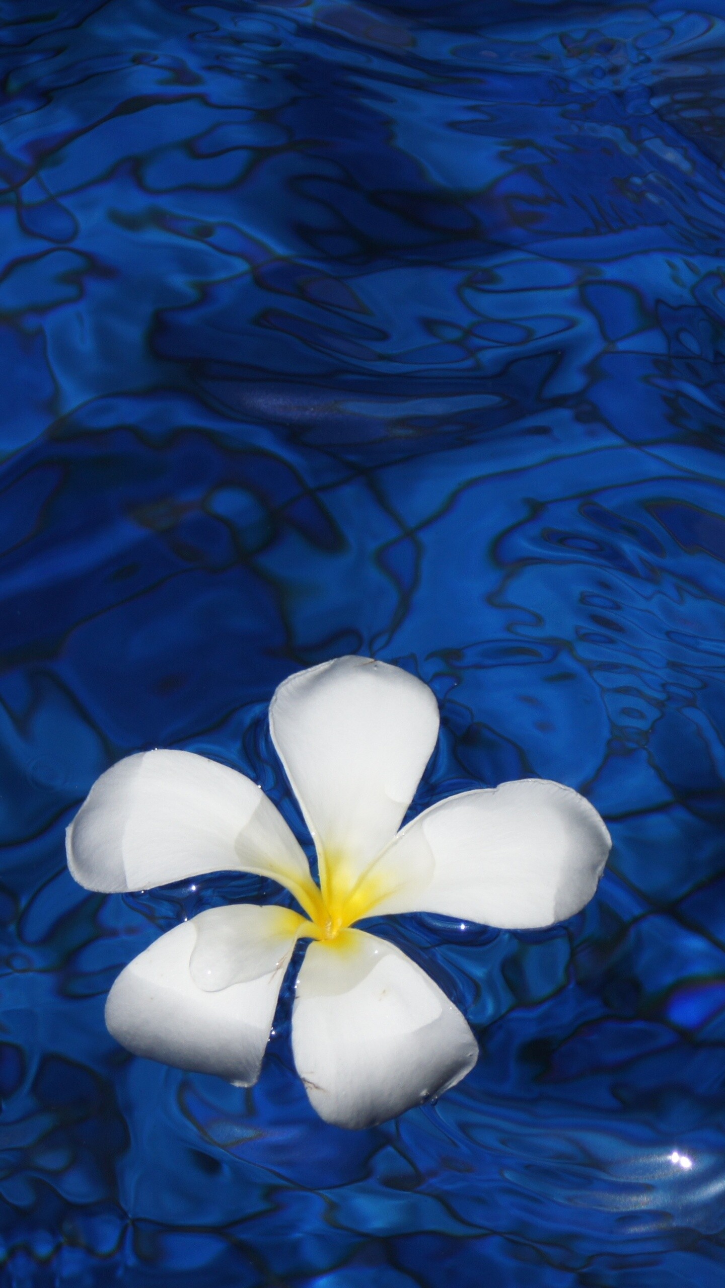 Plumeria flower water, Samsung and Google beauty, HD wallpapers, Mesmerizing scenes, 1440x2560 HD Phone