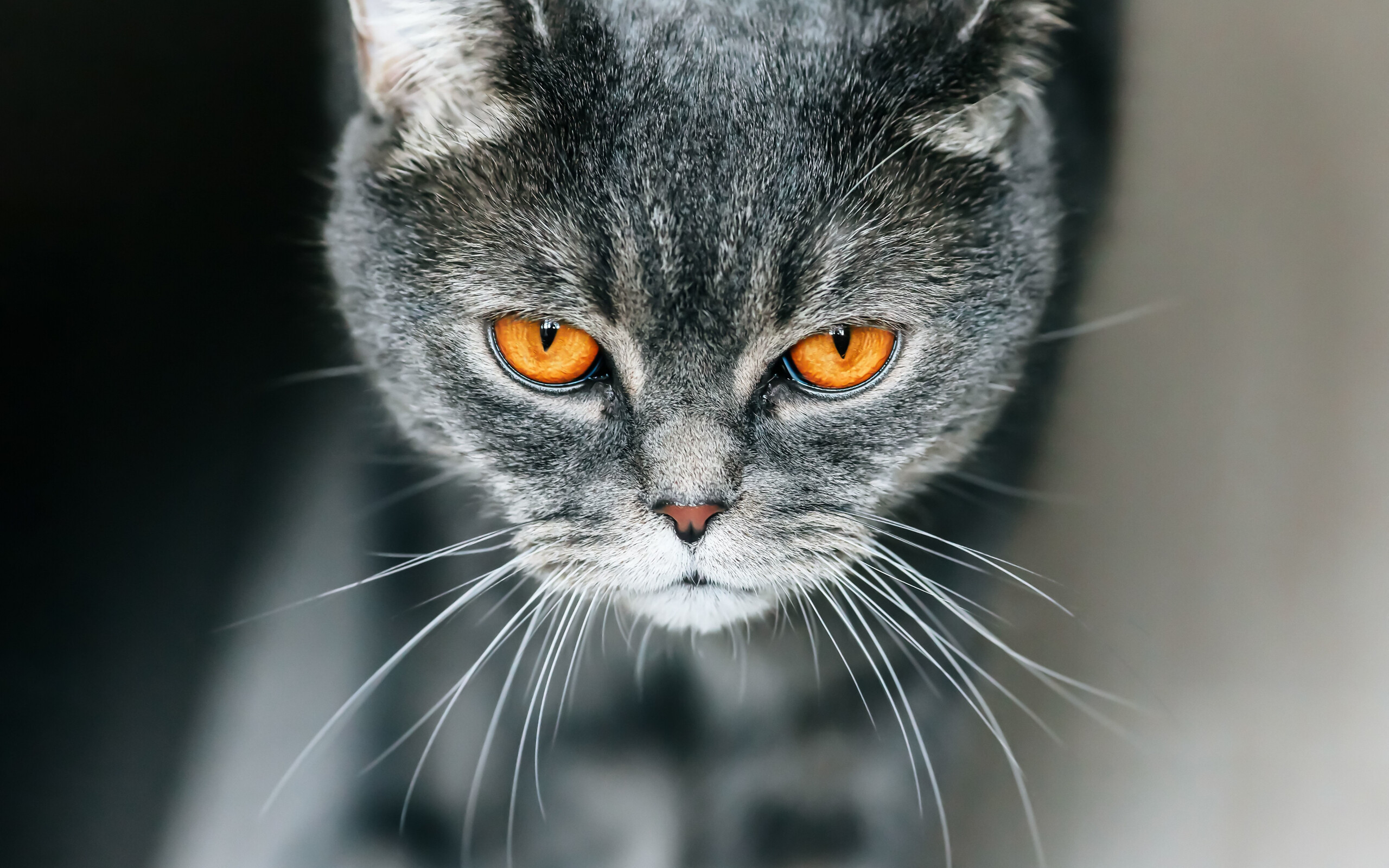 Whiskers, British Shorthair Wallpaper, 2560x1600 HD Desktop