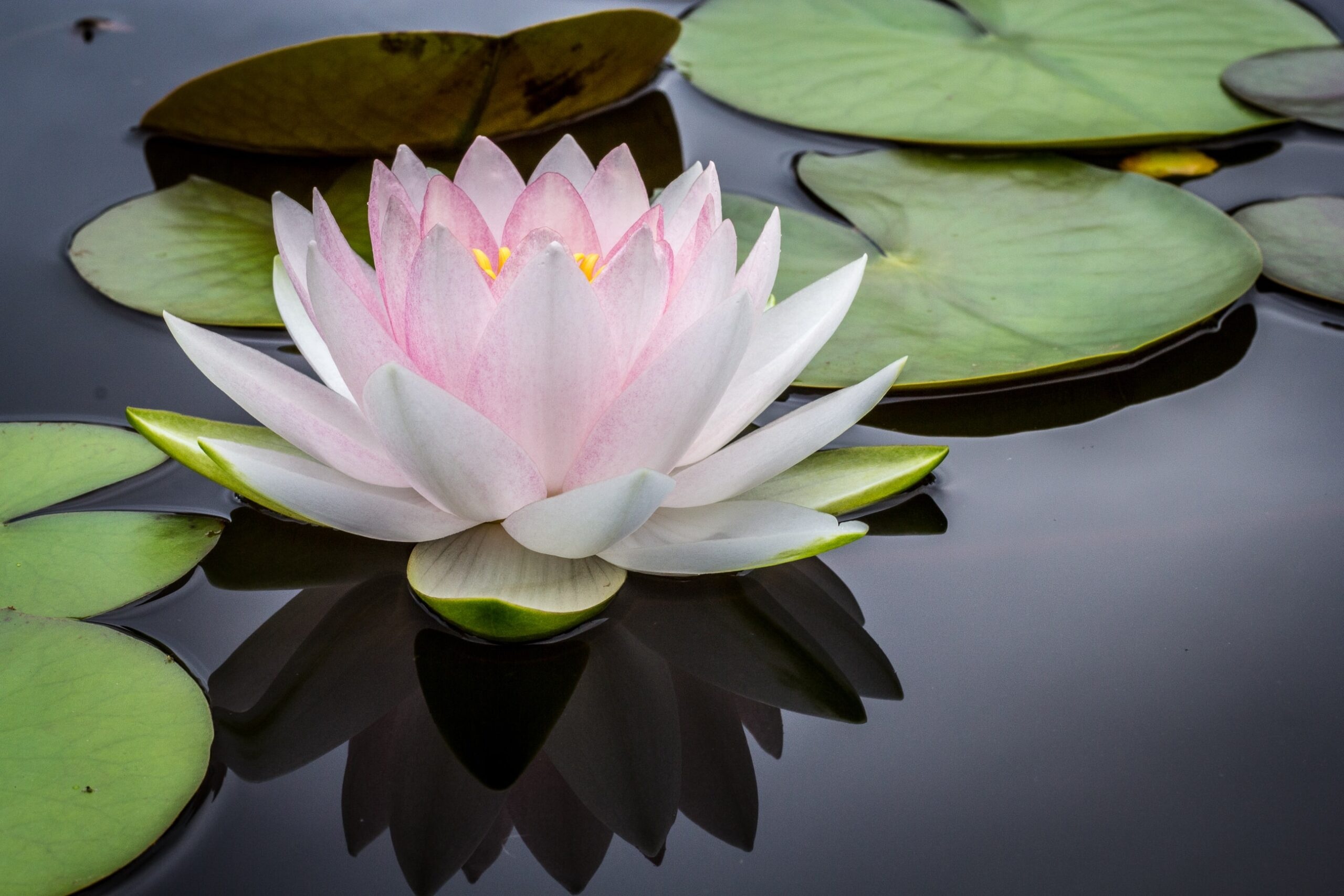 Lily Pad, Flower species, Samaracare counseling, Botanical interest, 2560x1710 HD Desktop