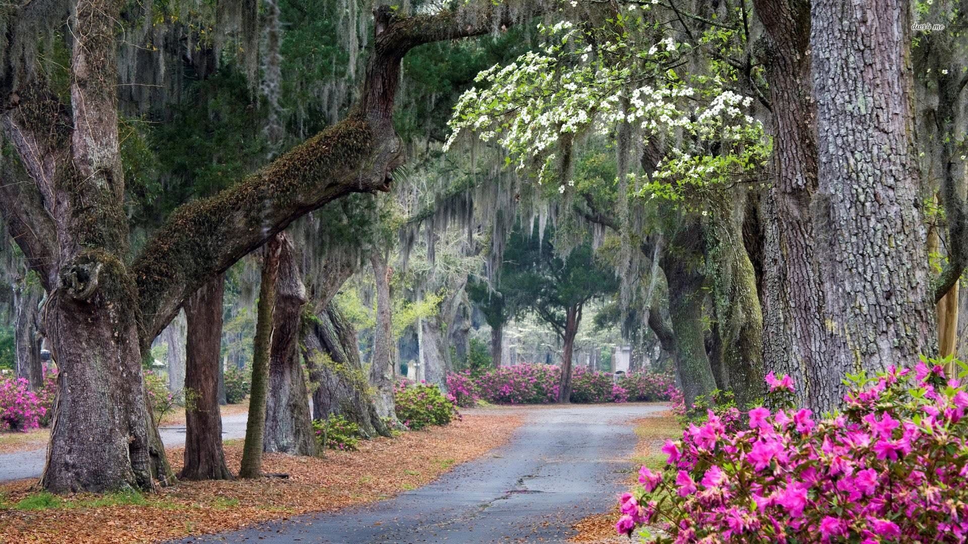 Savannah, Georgia, Wallpapers, Backgrounds, 1920x1080 Full HD Desktop