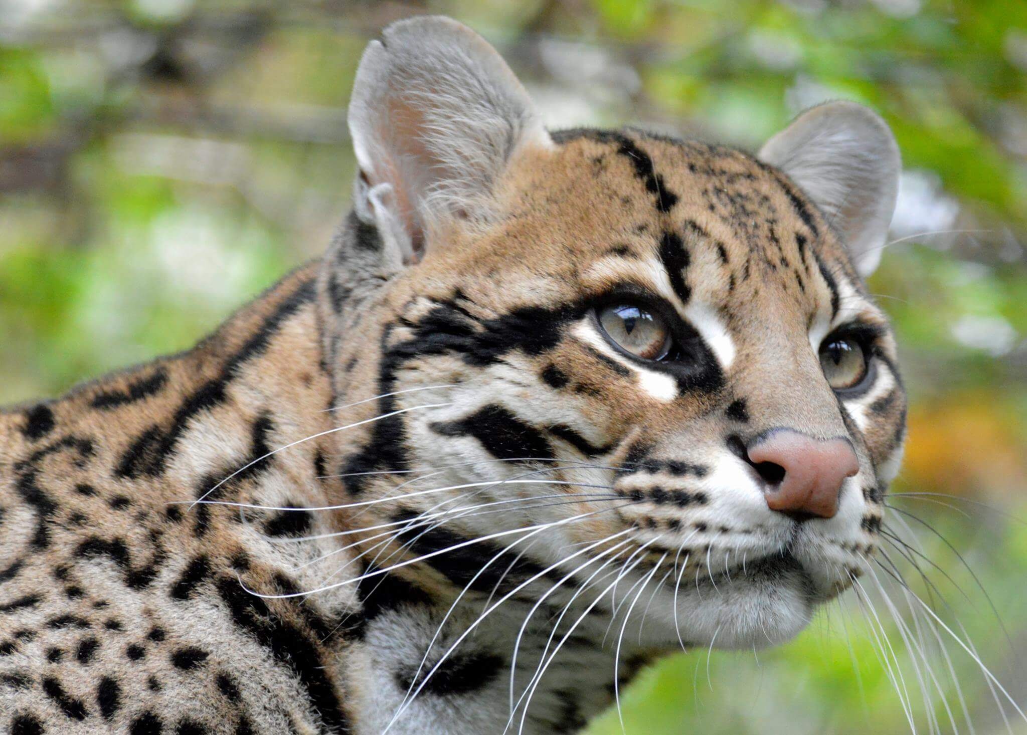 Ocelot, Christopher Peltier, Emerald butterfly, Caribbean island, 2050x1470 HD Desktop