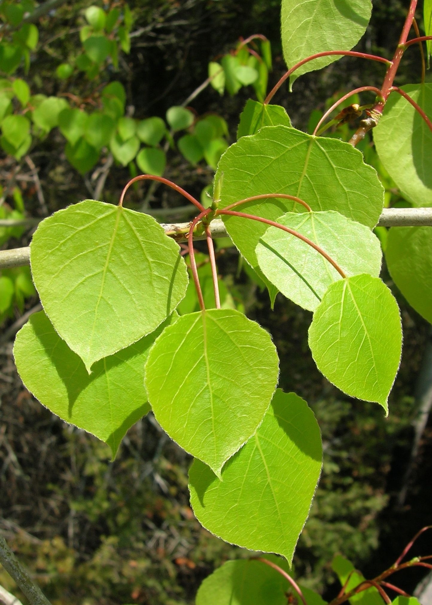 Leaves, Aspen Tree Wallpaper, 1450x2020 HD Phone