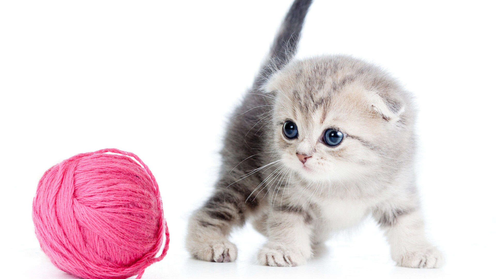 Scottish Fold, Playful kitten, Thread ball, HD wallpaper, 1920x1080 Full HD Desktop