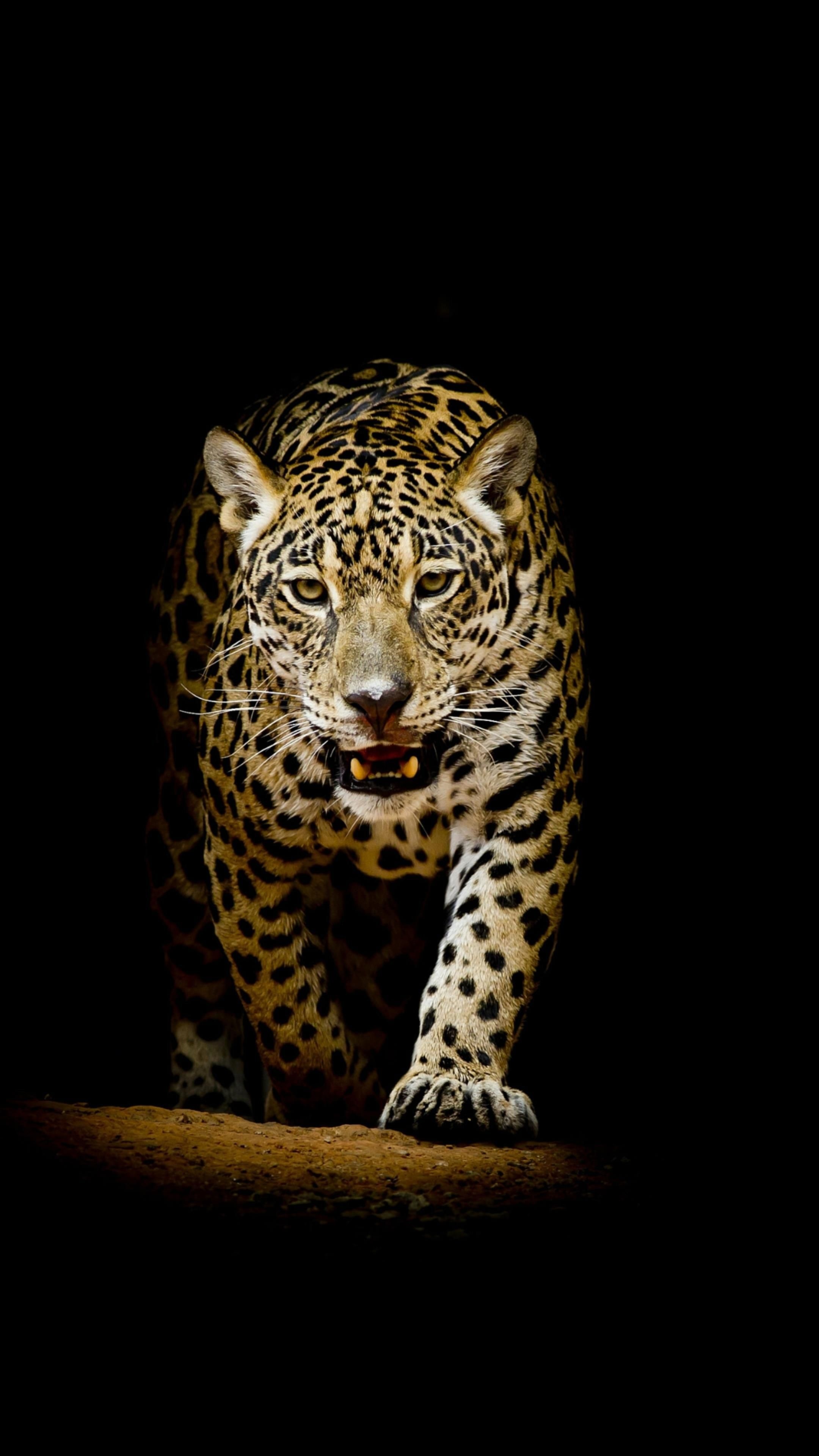 Jaguar, Jungle Animal Wallpaper, 2160x3840 4K Phone