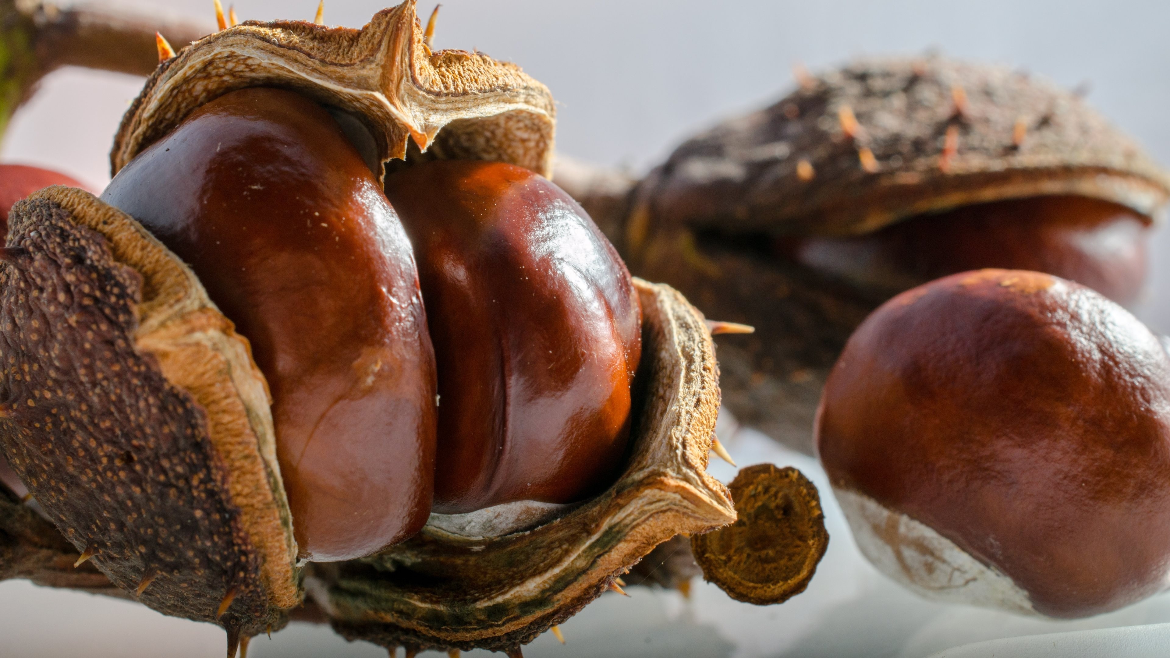 Chestnut tree, Chestnuts, HD wallpaper, 3840x2160 4K Desktop