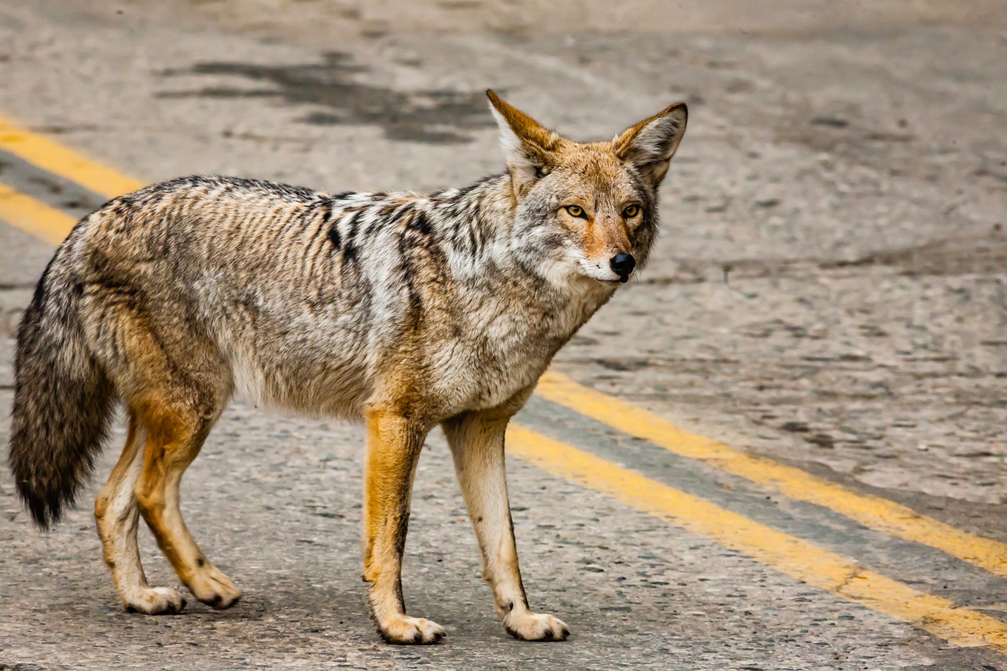 Coyote, East Bay menace, Child bites, Increased incidents, 2050x1370 HD Desktop