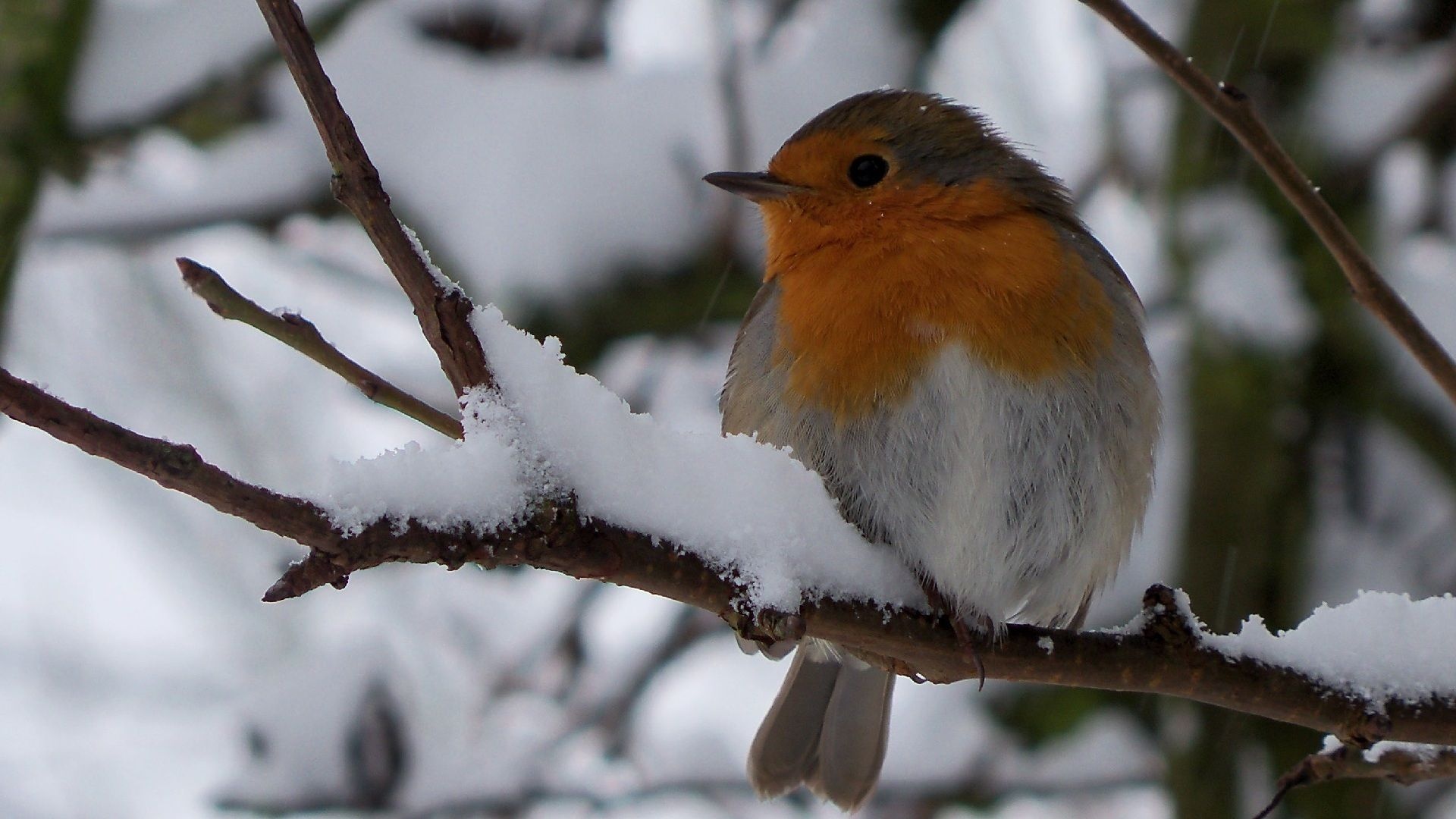 Robin bird, Christmas theme, Festive decorations, Holiday cheer, 1920x1080 Full HD Desktop