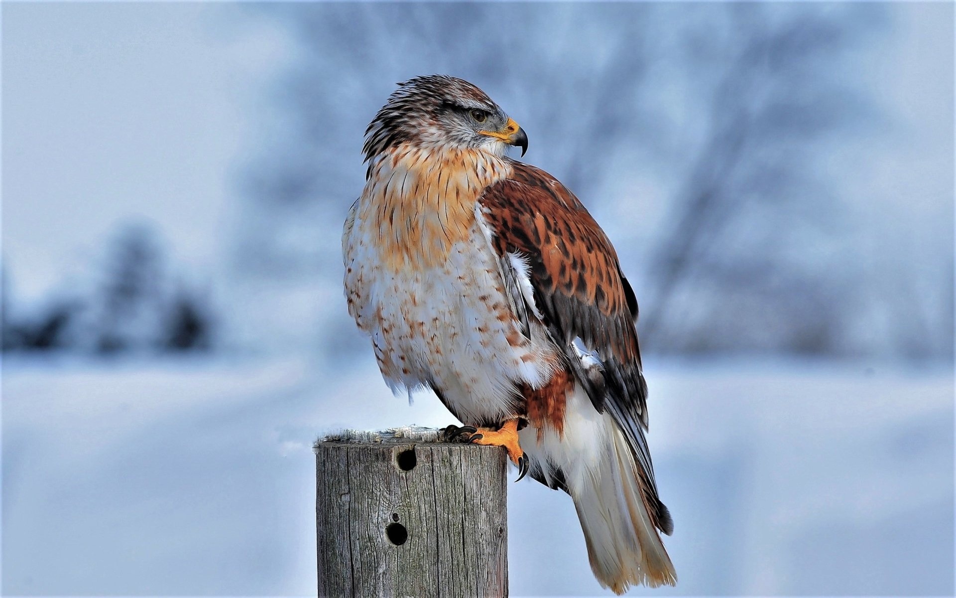 Ferruginous hawk in flight, Avian elegance, Wallpapers, 1920x1200 HD Desktop