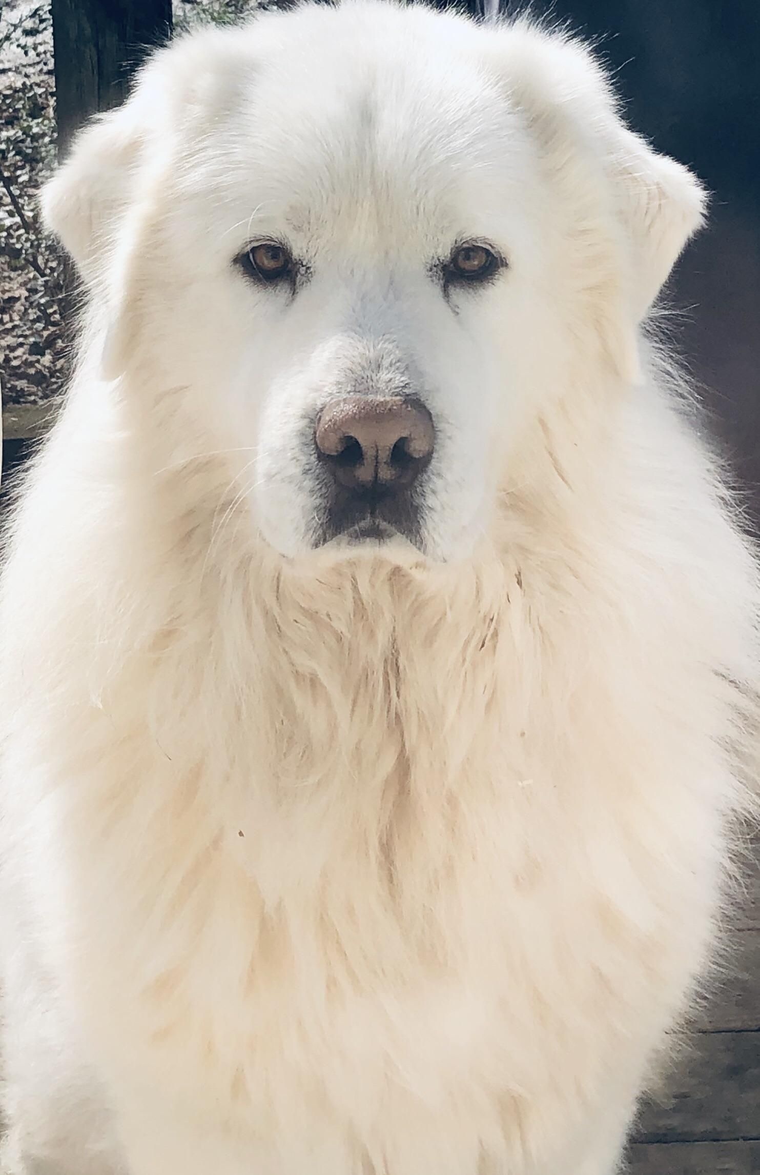 Great Pyrenees Winter Coat, Cozy Pets, 1490x2300 HD Phone