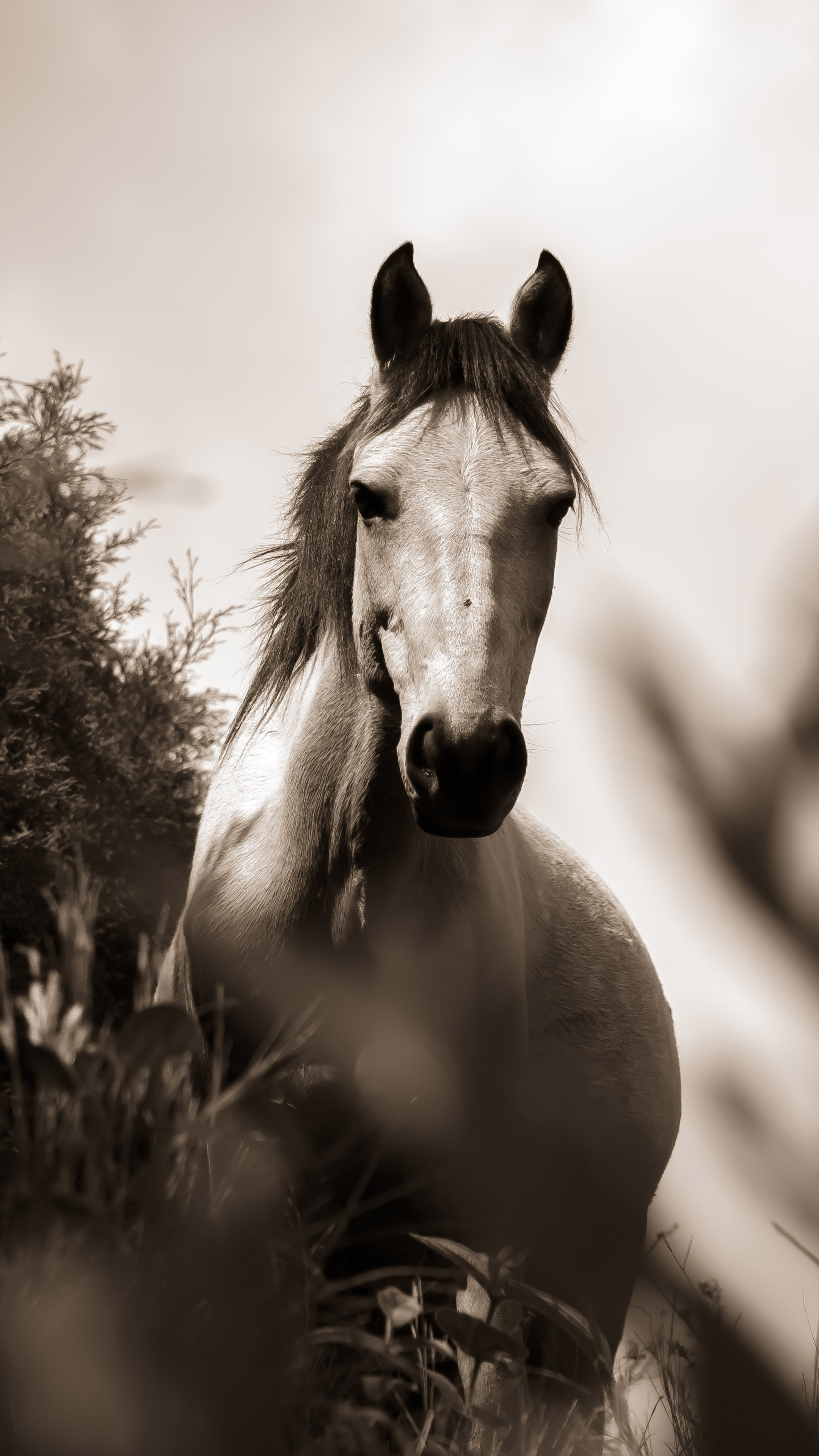 Horse grayscale, Sony Xperia, HD 4K wallpapers, 2160x3840 4K Phone