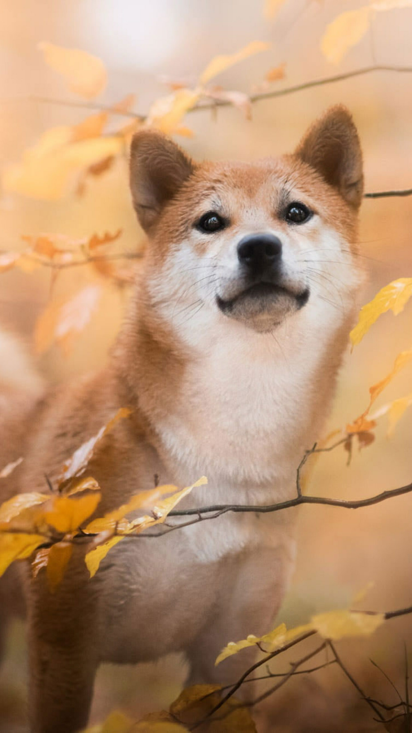 Shiba Inu, Baby animal, Fall season, Cute puppy, 1440x2560 HD Phone