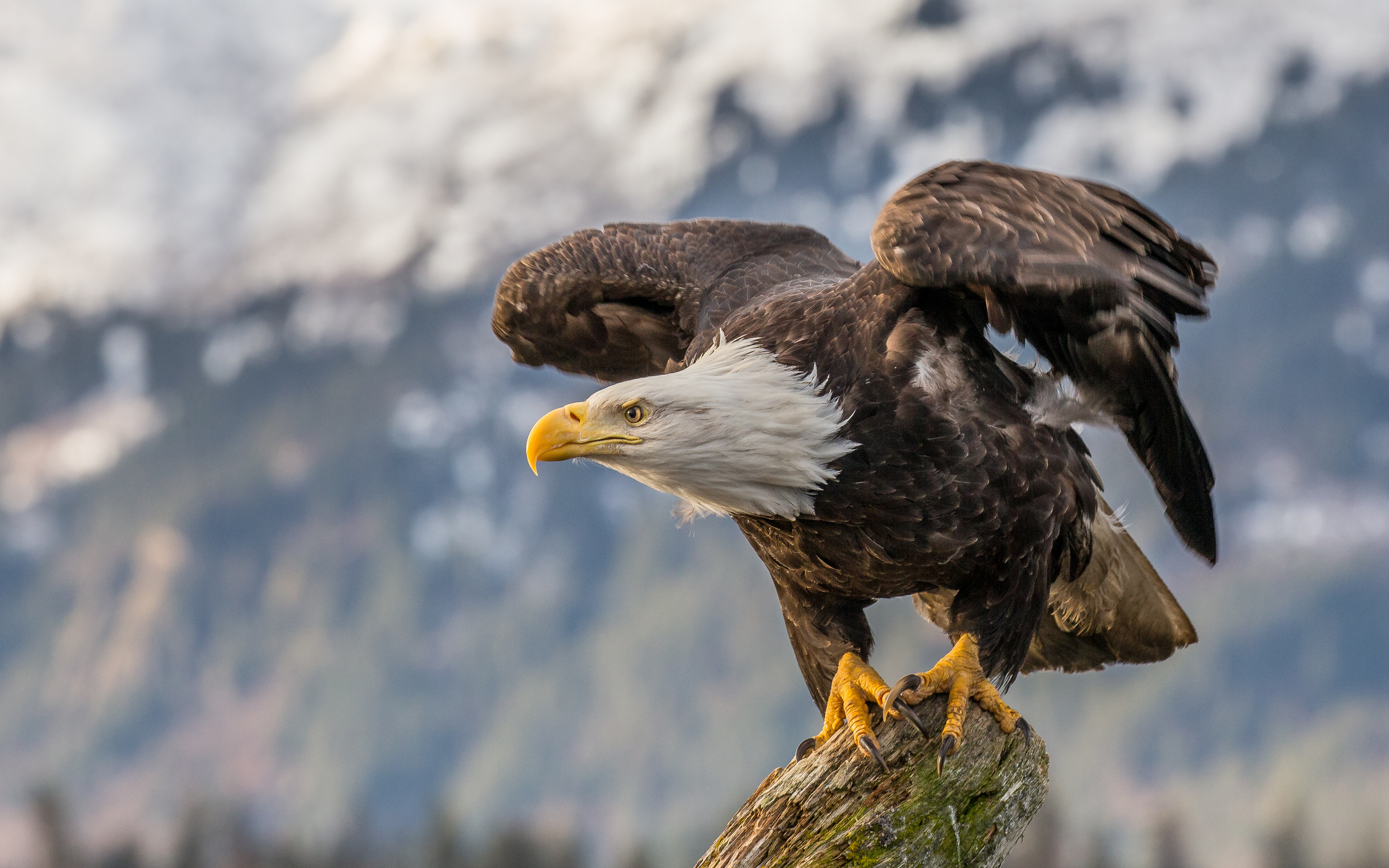 Bald, Eagle, Wallpaper, Wildlife, 2880x1800 HD Desktop