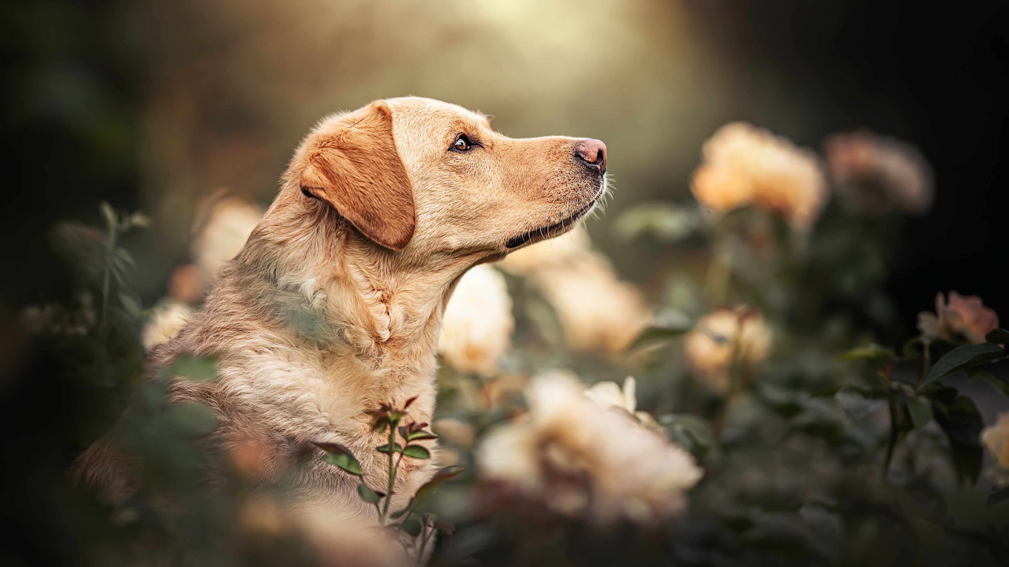 Labrador, Ultra HD, Animal love, Adorable face, 3840x2160 4K Desktop