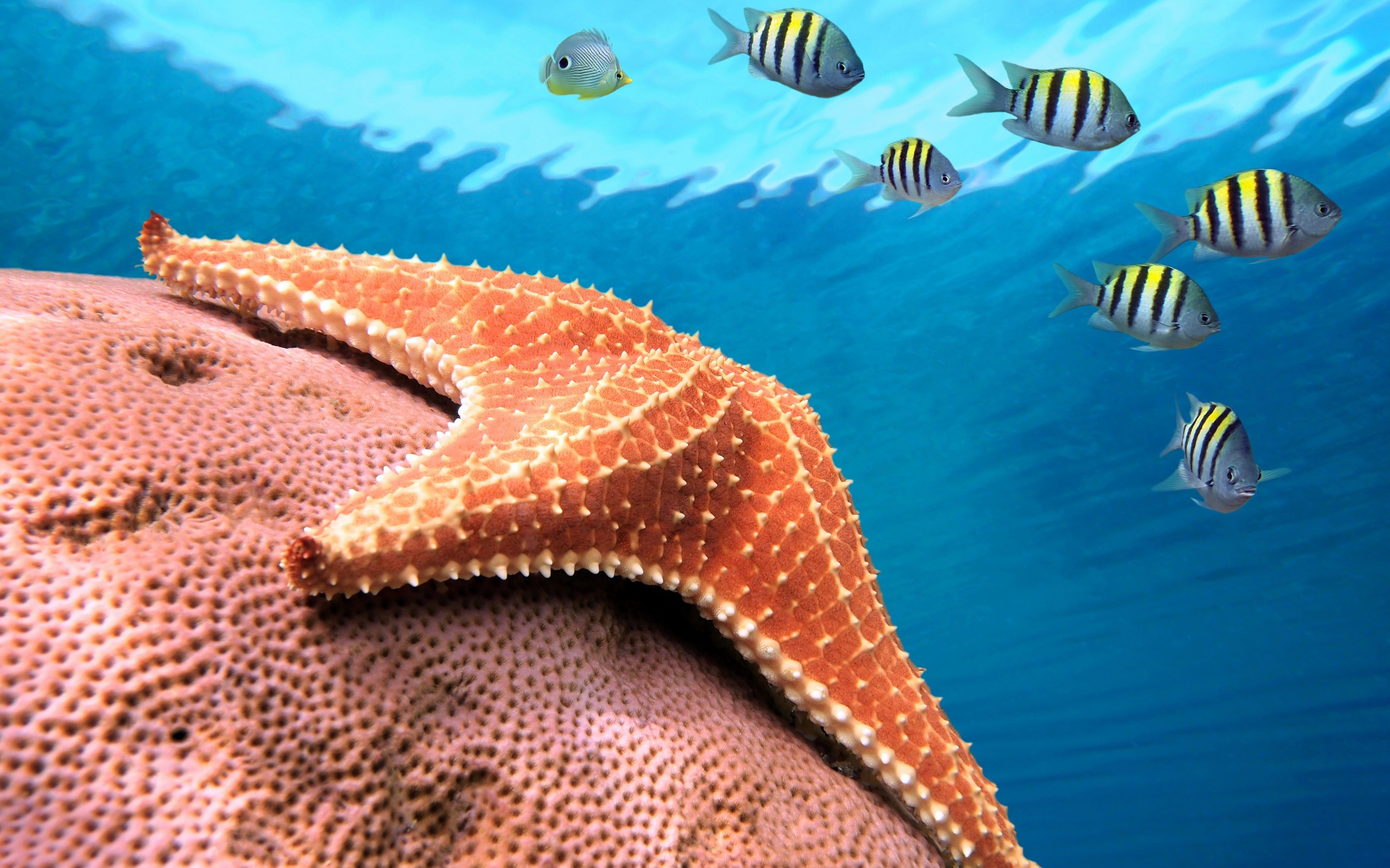 Starfish HD Wallpapers, Backgrounds, Sea Star, Animal, 2880x1800 HD Desktop