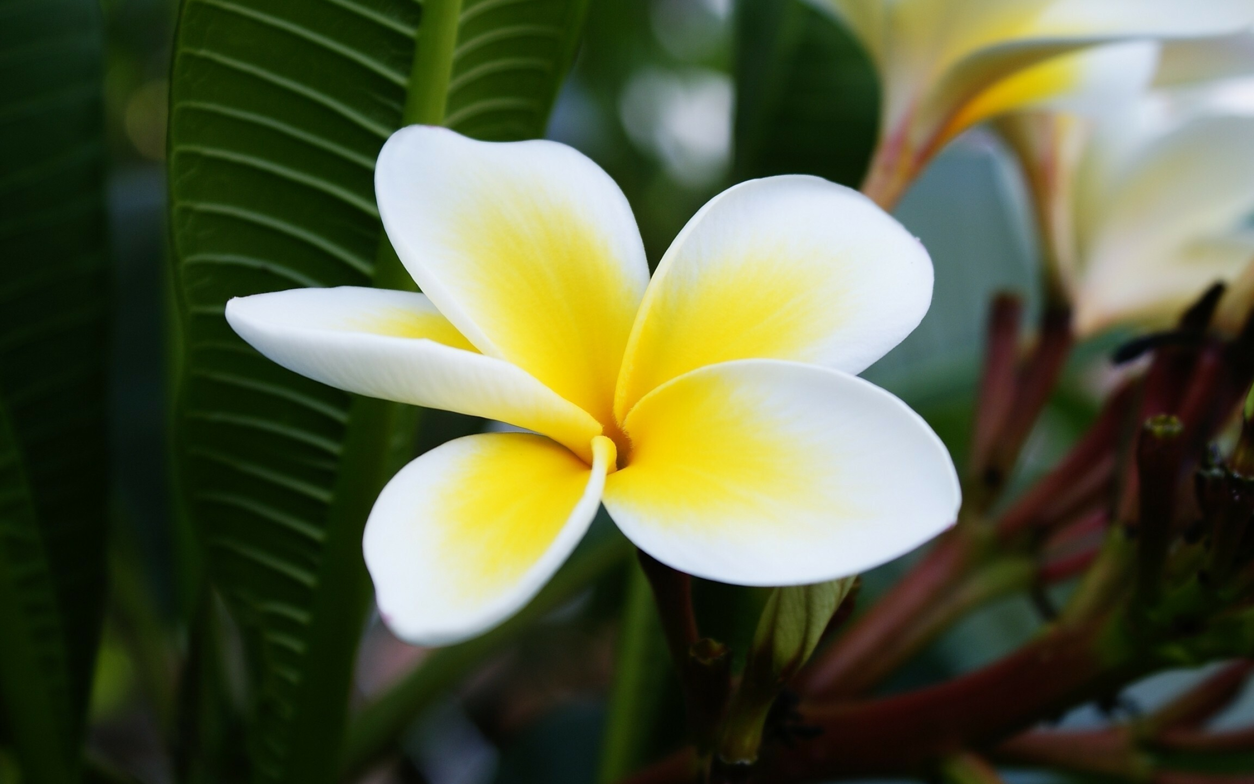 Plumeria 2 wallpaper, Beautiful flowers, High-quality image, Stunning wallpaper, 2560x1600 HD Desktop