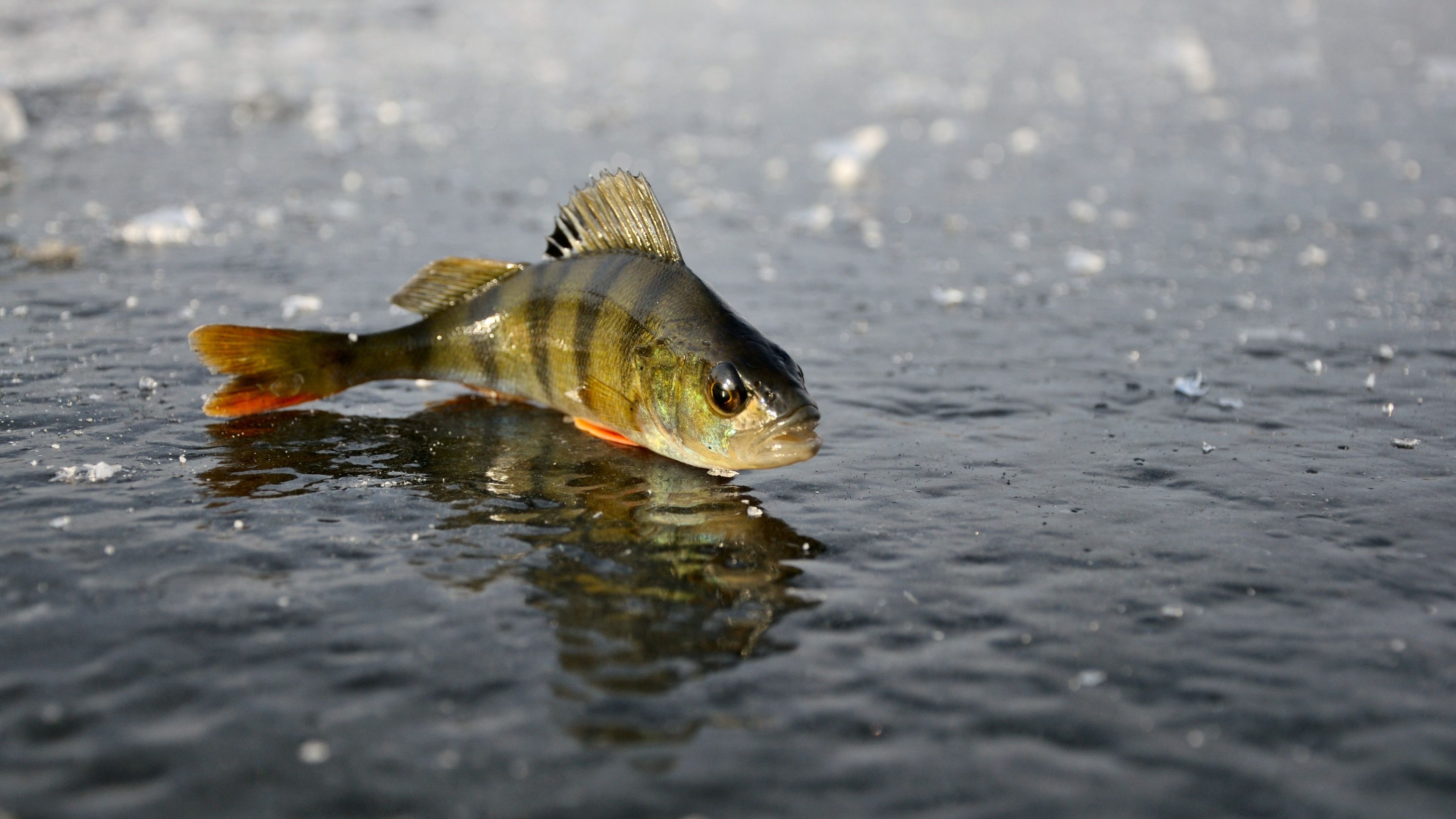 Perch, Ice Fishing Wallpaper, 3840x2160 4K Desktop