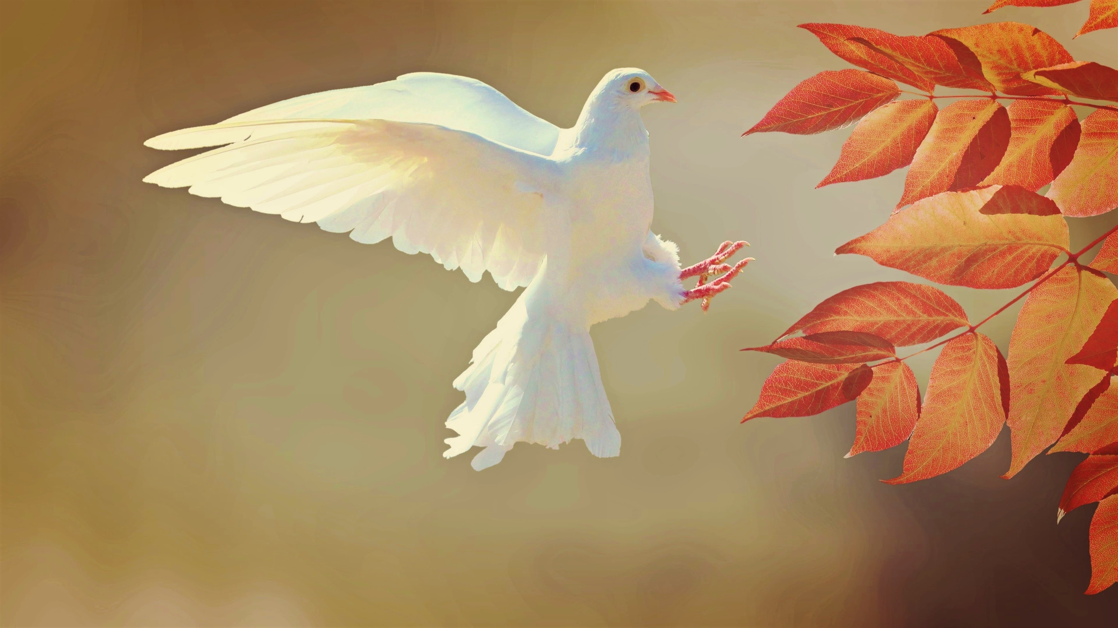 White dove, Ultra HD wallpaper, Plume perfection, Majestic beauty, 3840x2160 4K Desktop