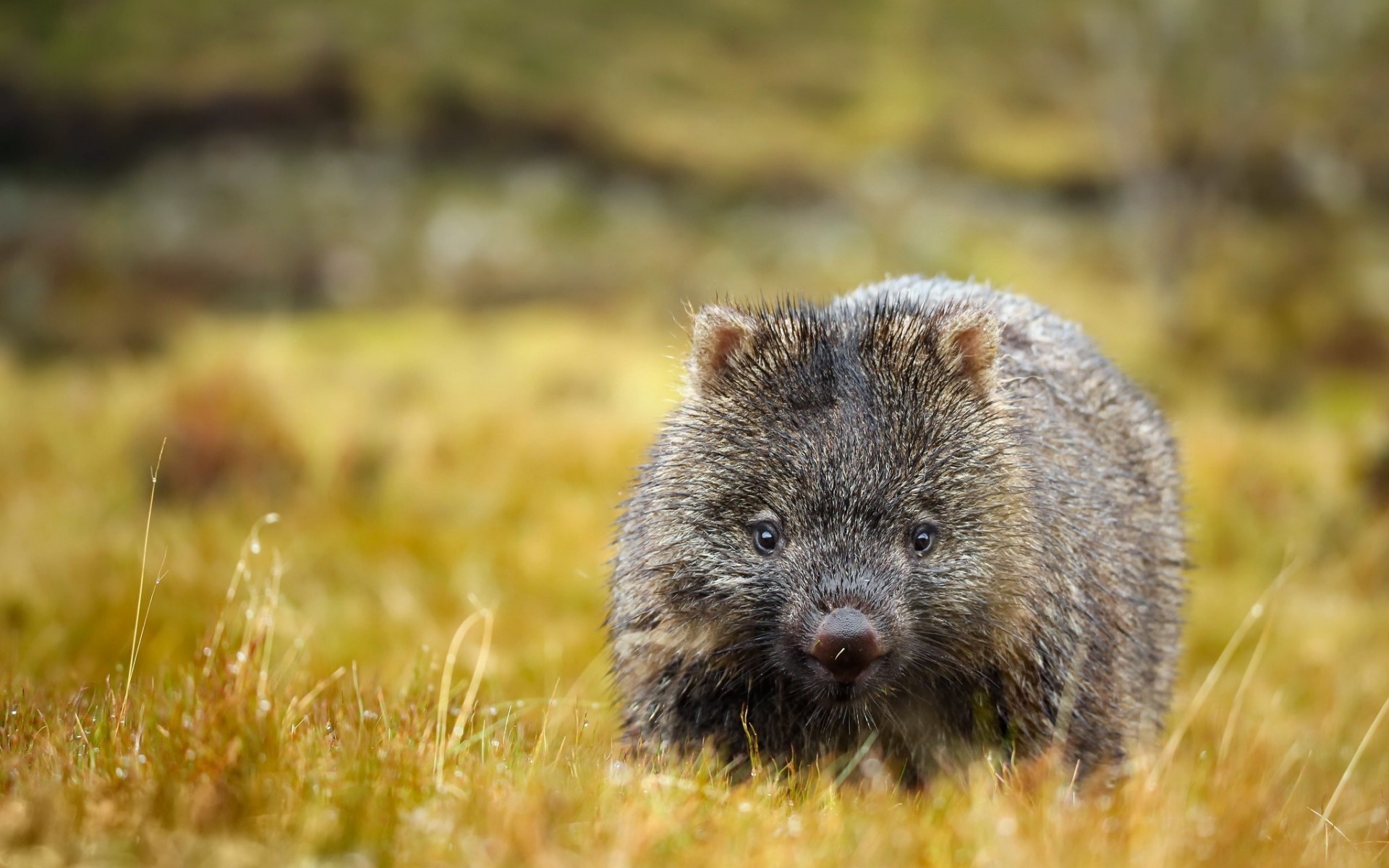 The bare-nosed, Wombats Wallpaper, 1920x1200 HD Desktop