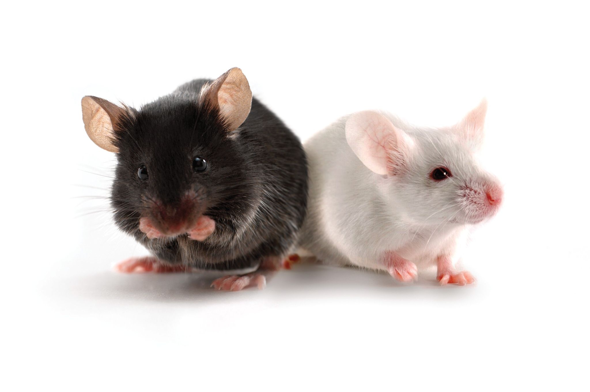 Research mouse models, Charles River, Medical research, Laboratory, 2050x1370 HD Desktop