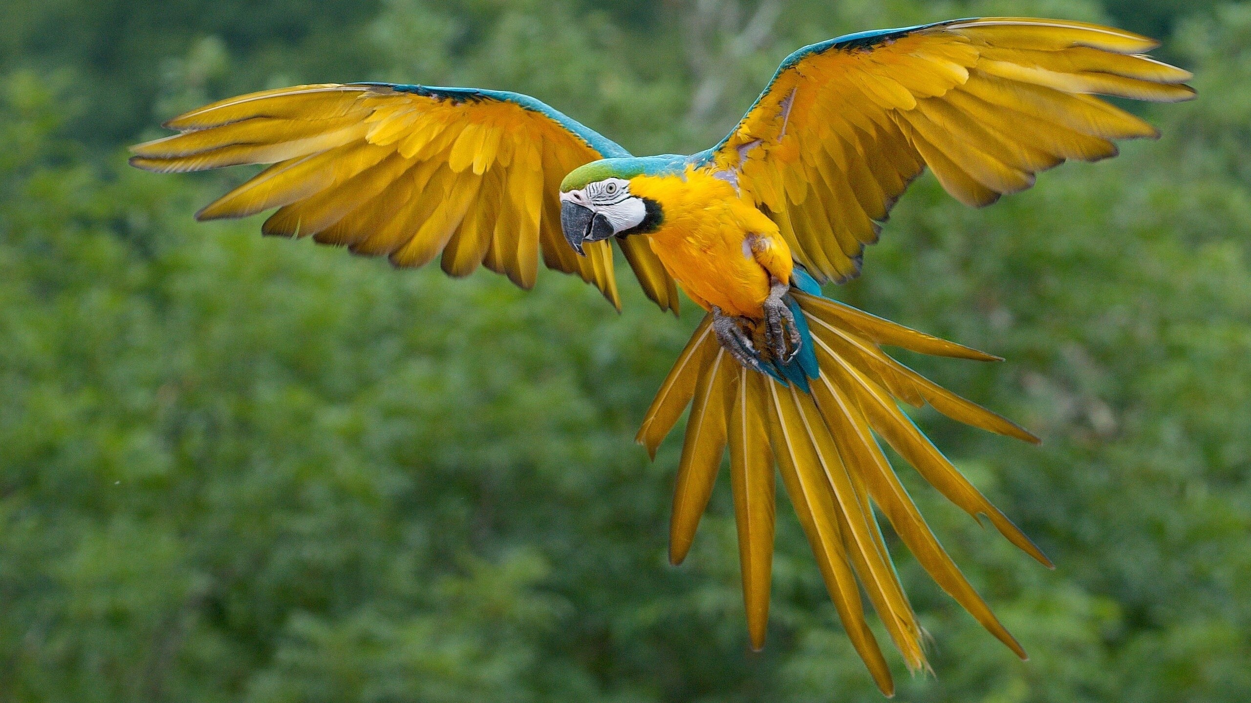 Flight, Parrots Wallpaper, 2560x1440 HD Desktop