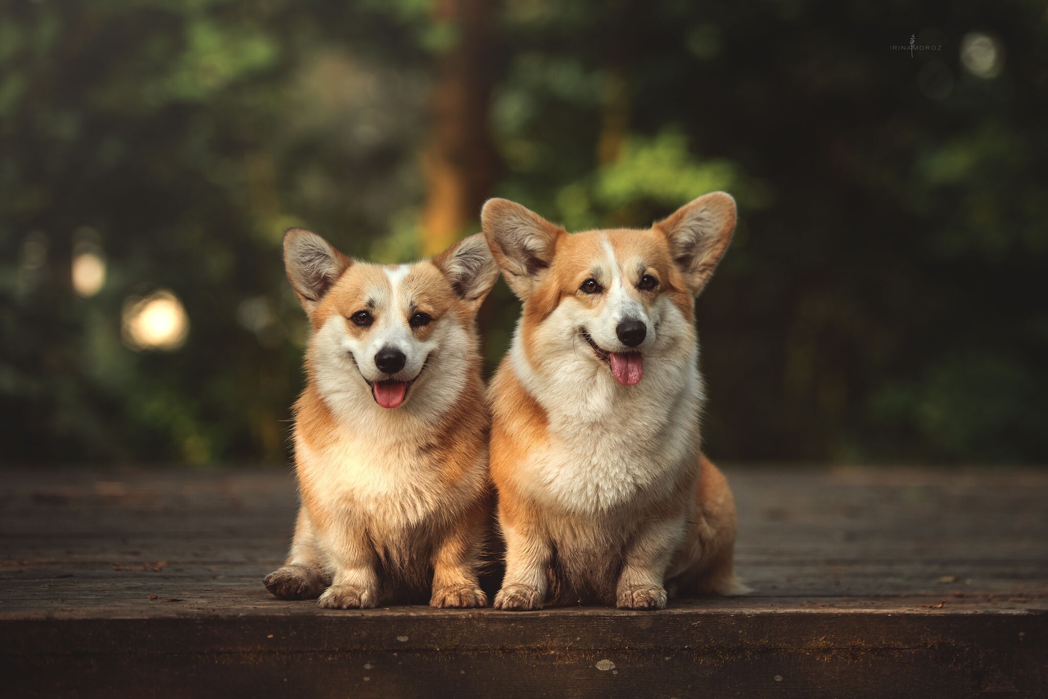 Welsh Corgi, Cute dog breed, HD wallpaper, 2050x1370 HD Desktop