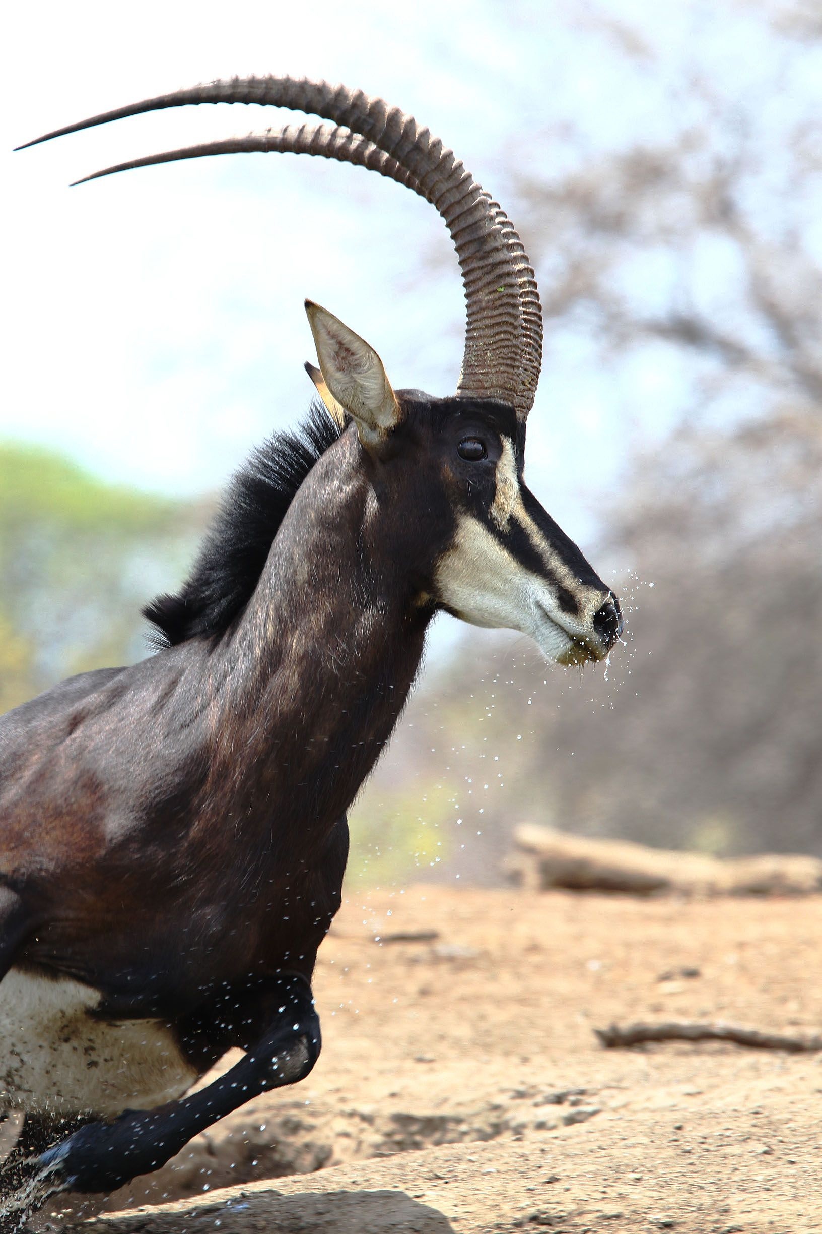 Africa uncut, Wildlife wonders, African savannah, Nature's bounty, 1640x2450 HD Phone