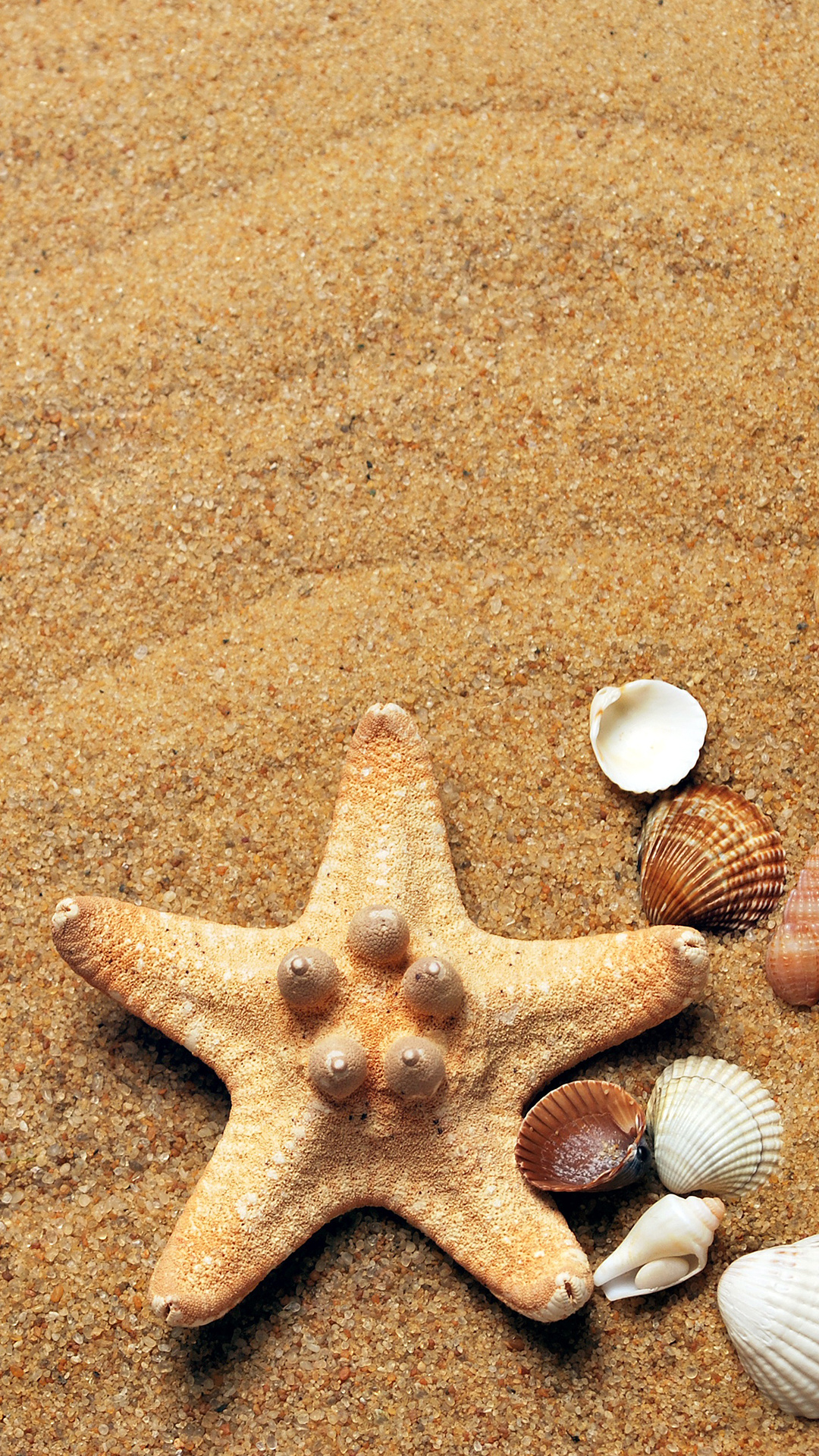 Seashell iPhone wallpaper, Mobile serenity, Coastal elegance, Nature's gem, 1080x1920 Full HD Phone