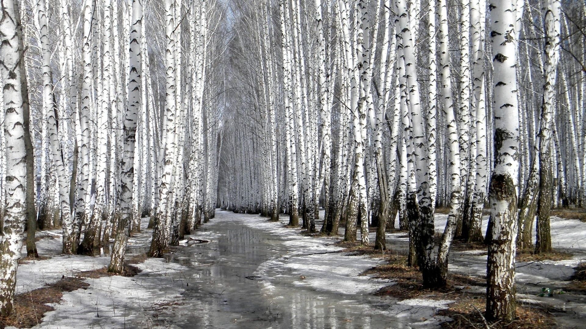 Birch Tree, Fall, Wallpaper, Ethan, 1920x1080 Full HD Desktop