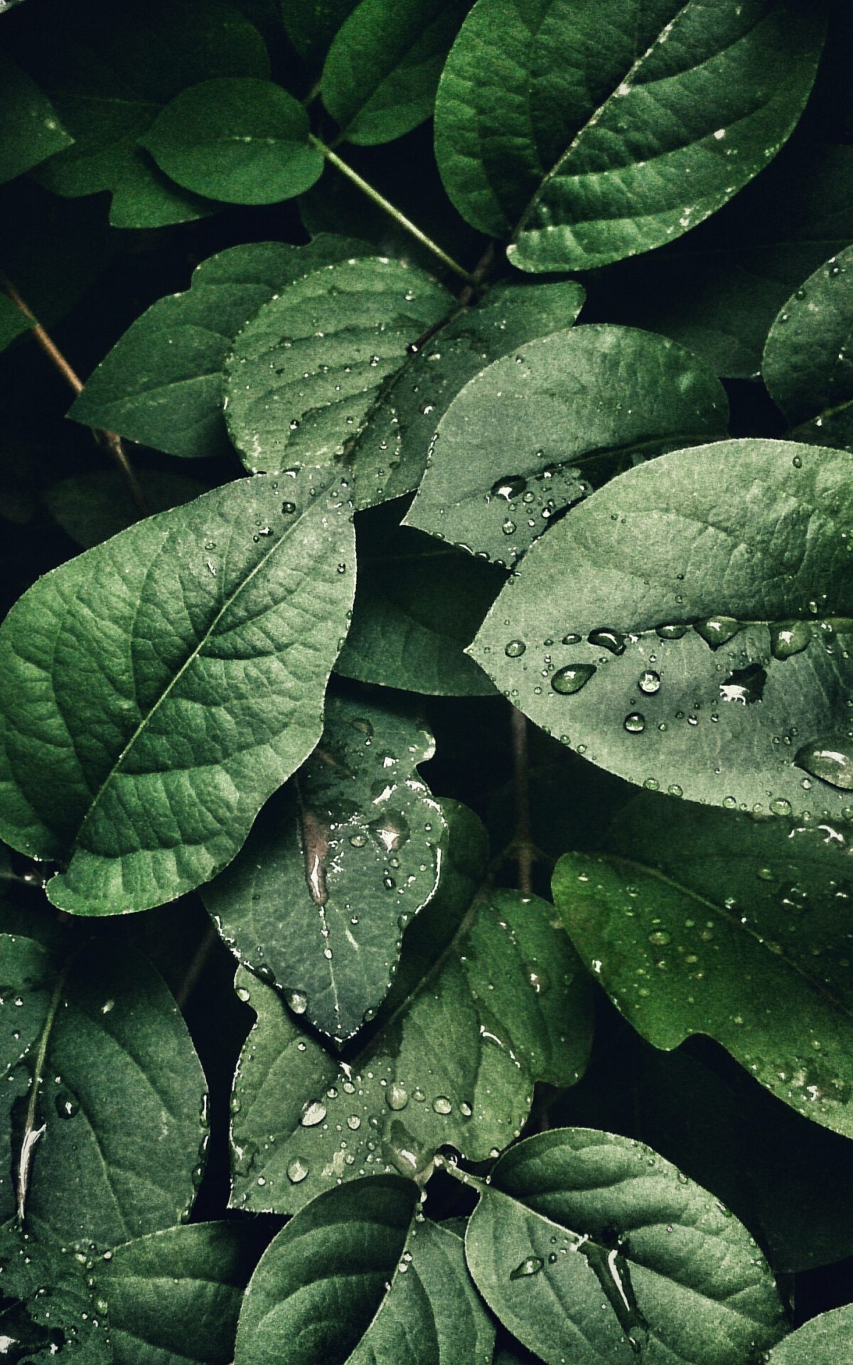 4k phone wallpaper leaves, High-resolution foliage, Nature's detail, Mobile marvel, 1200x1920 HD Phone