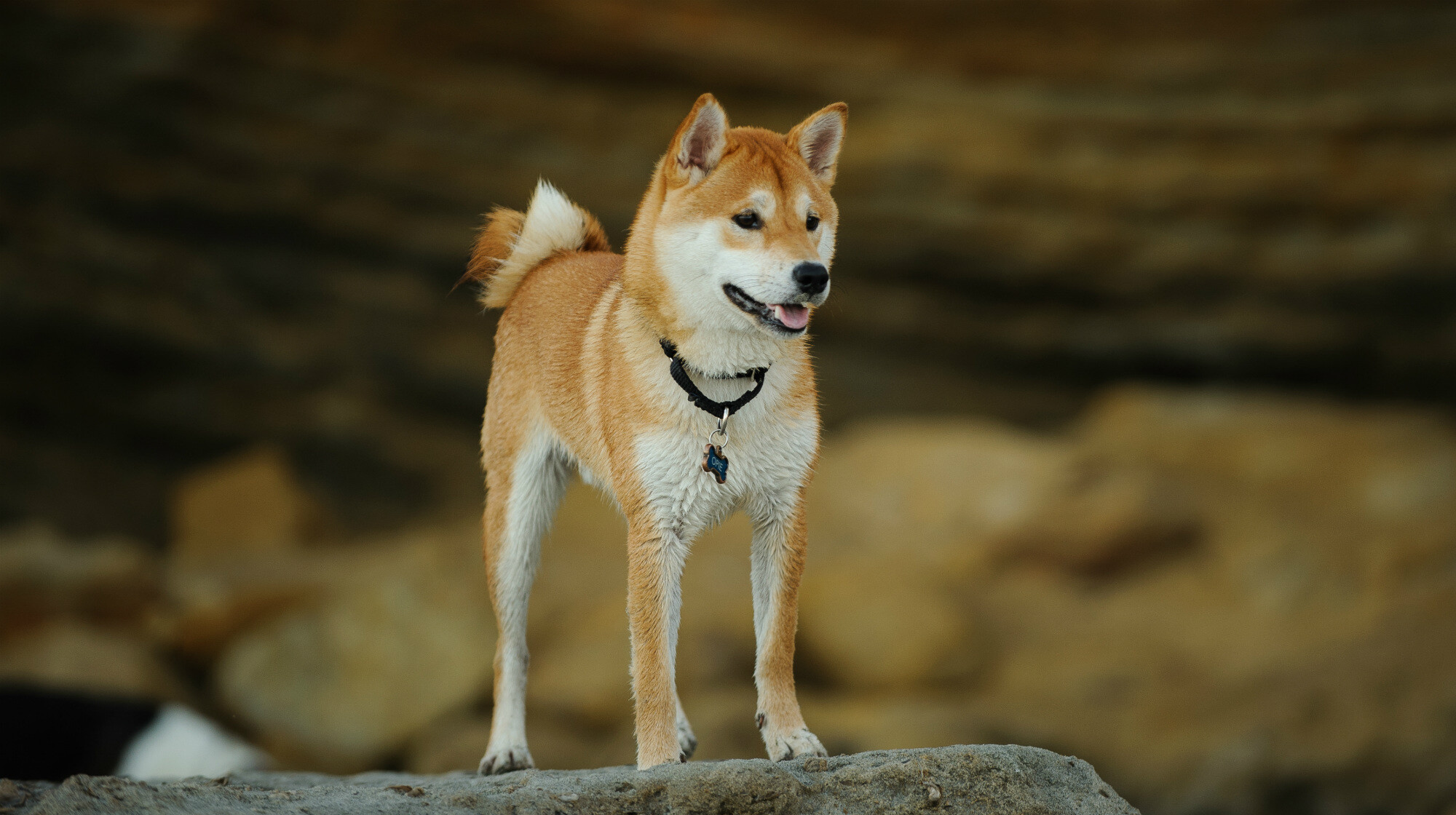 Shiba Inu, Wallpaper 1920x1080, Sarah Peltier, 2000x1120 HD Desktop