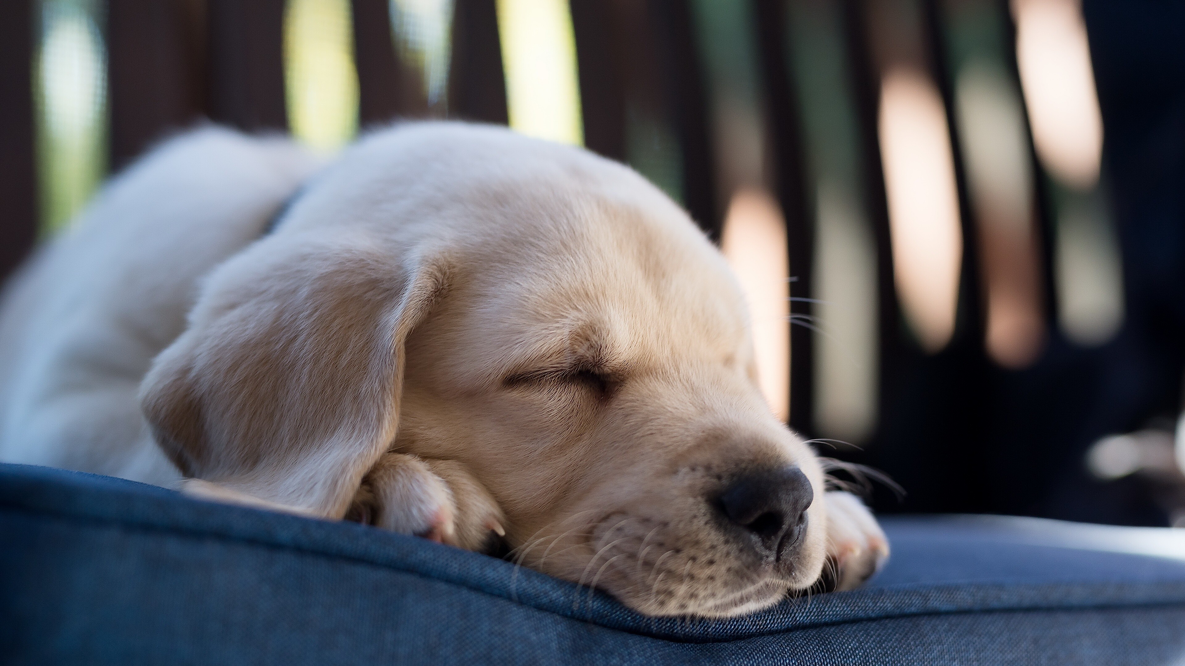 Labrador Retriever, Lovable furry friend, Playful personality, Devoted companion, 3840x2160 4K Desktop