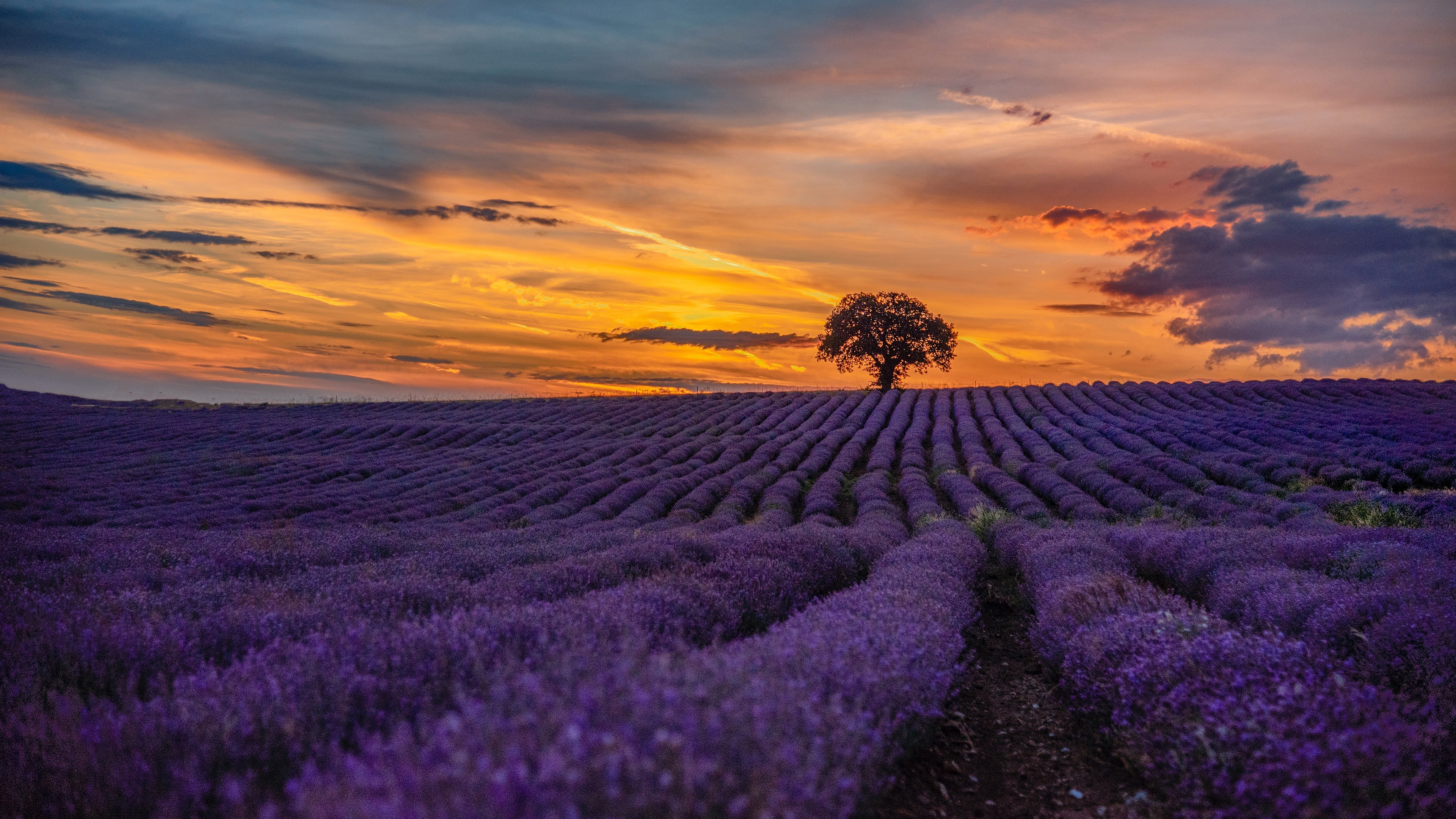 Lavender, Ultra HD wallpaper, Breathtaking background, Floral beauty, 3840x2160 4K Desktop