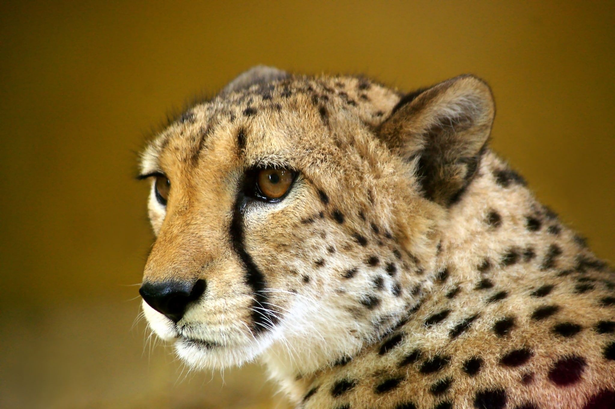 Cheetah HD wallpaper, Breathtaking view, Windows desktop, Detailed features, 2050x1370 HD Desktop