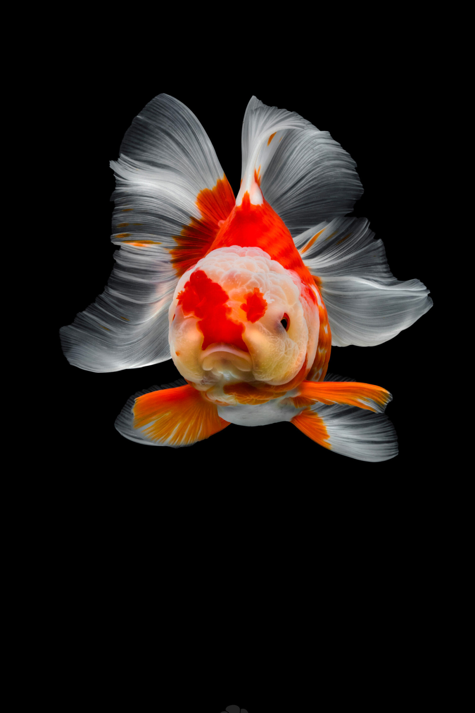 Gold Fish, Nature, Chinese goldfish, Tsubaki, 2000x3000 HD Phone