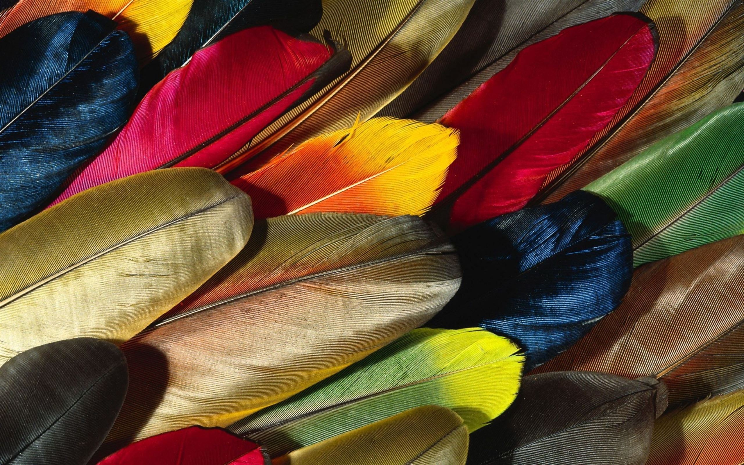 Best feather wallpapers, MAC wallpapers, HD download, Natural beauty, 2560x1600 HD Desktop