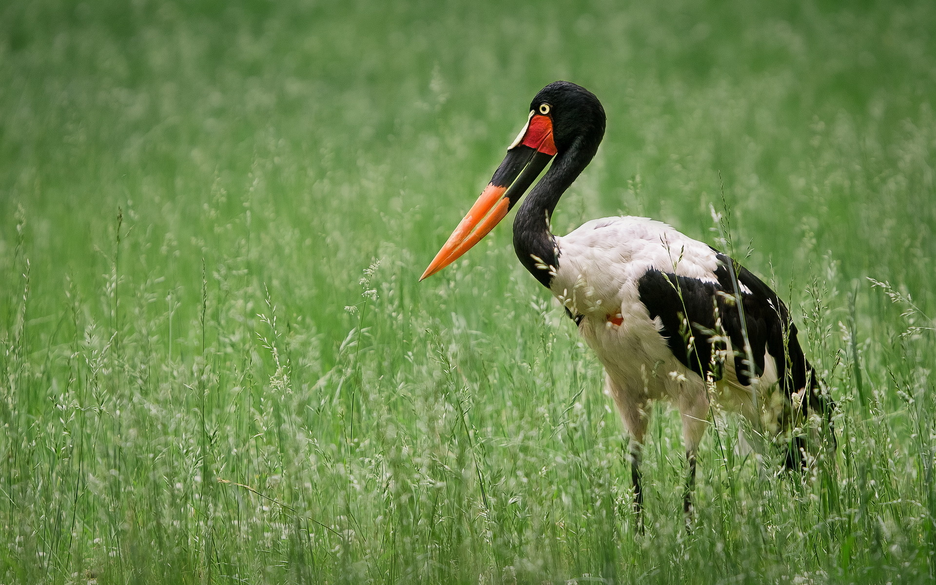 10 stunning stork wallpapers, HD backgrounds, High-quality images, Nature photography, 1920x1200 HD Desktop