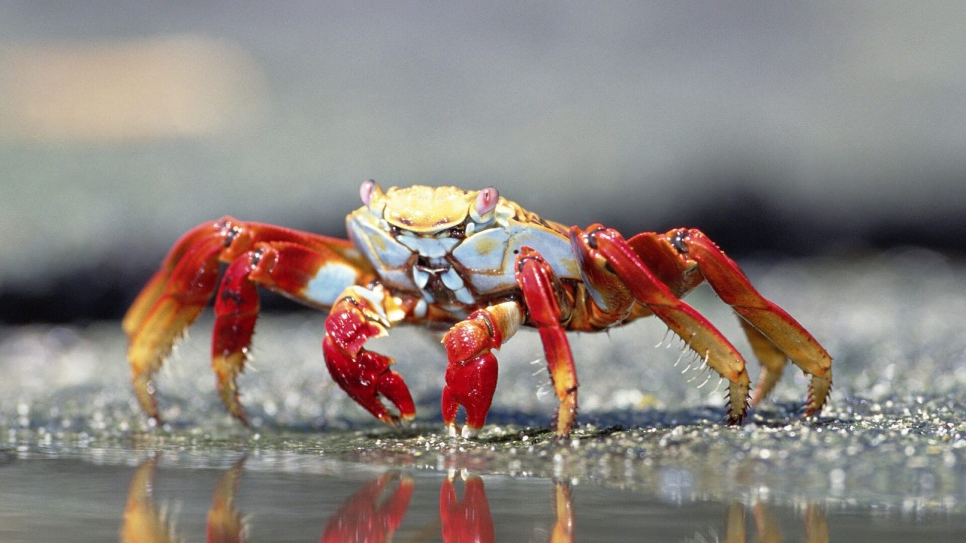 Crab species, Coastal creatures, Marine life, Natural beauty, 1920x1080 Full HD Desktop