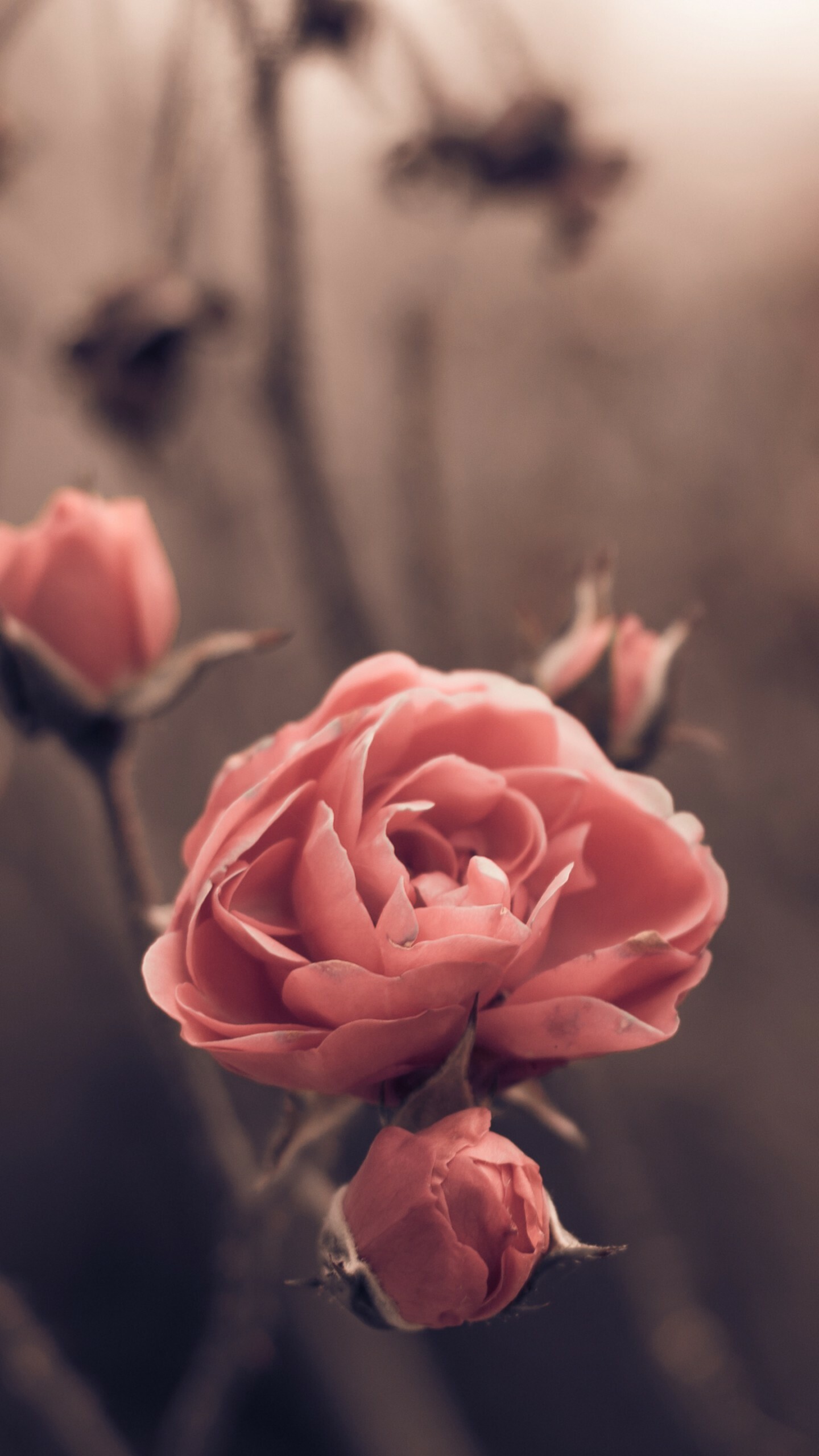 Wallpaper rose, Spring flowers, Blur, 1440x2560 HD Phone