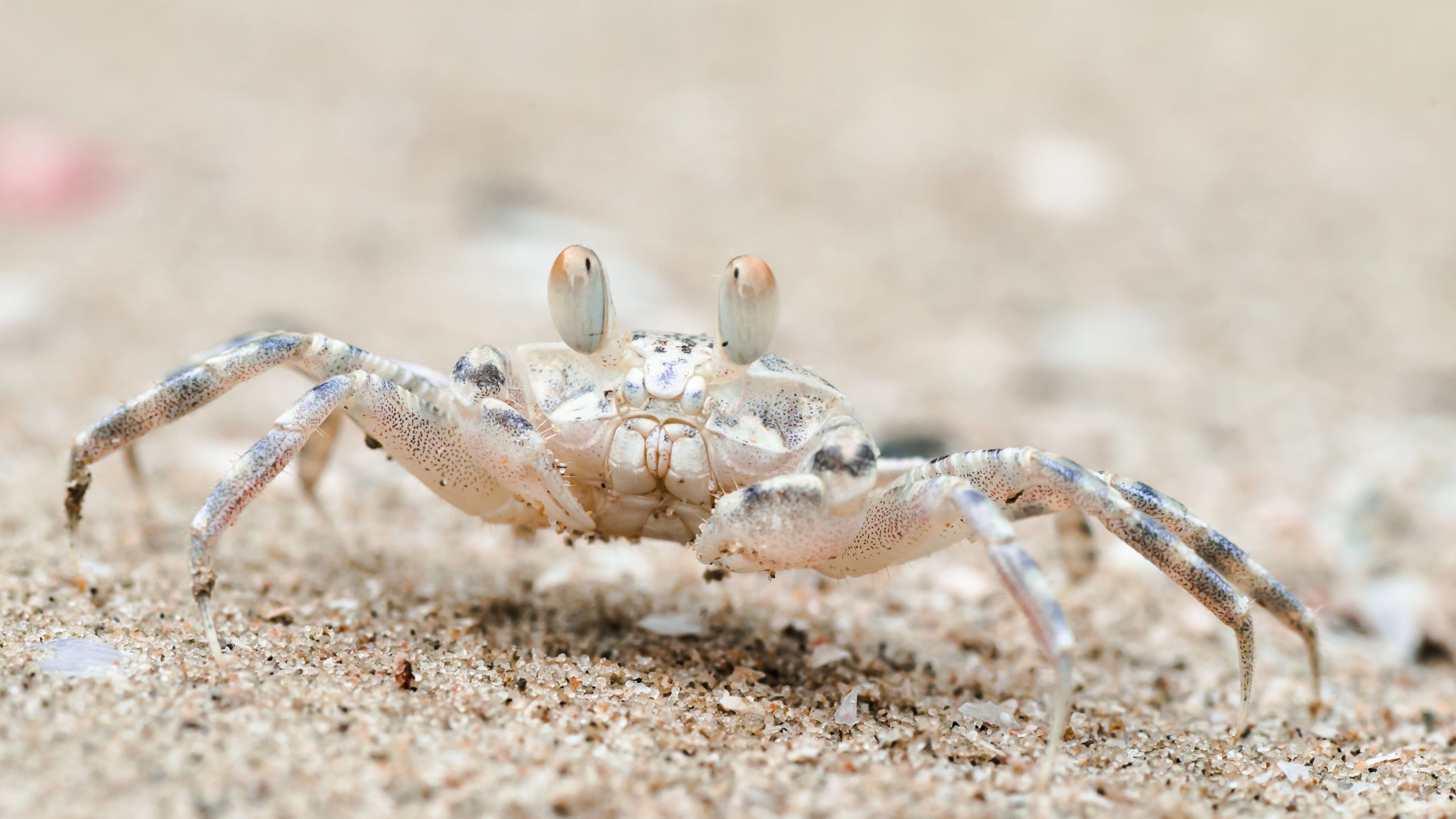 Beach crab wallpaper, Coastal charm, Seaside vibes, Nature's beauty, 3840x2160 4K Desktop