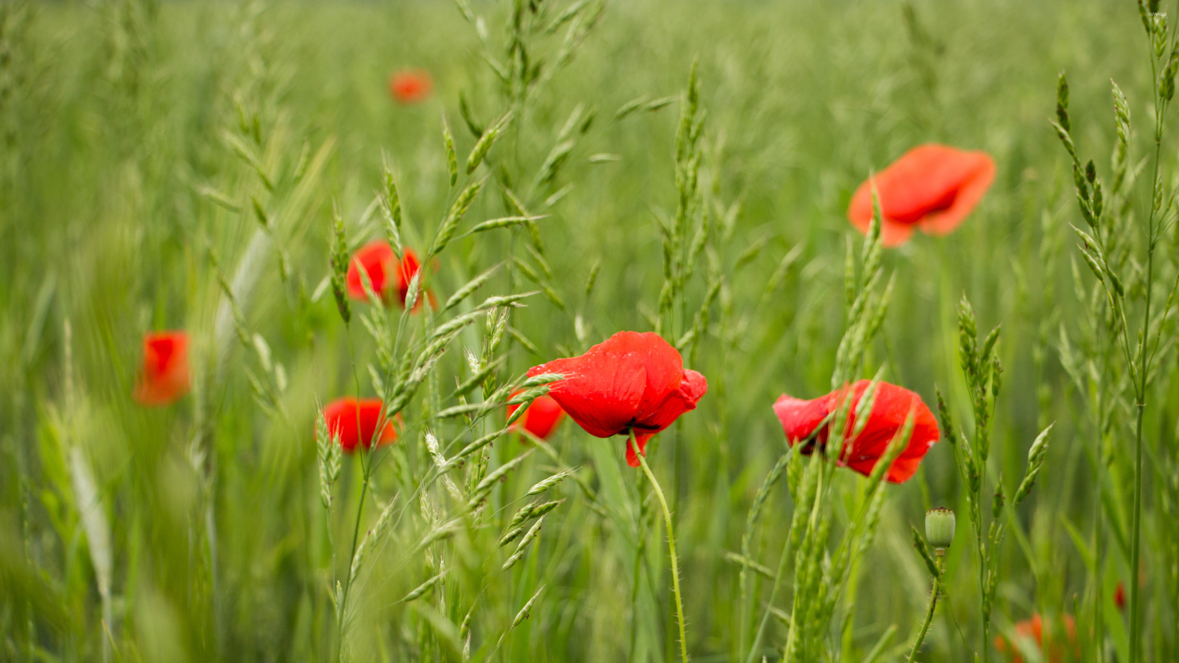 Poppies in the field, Beautiful wallpapers, 3840x2160 4K Desktop