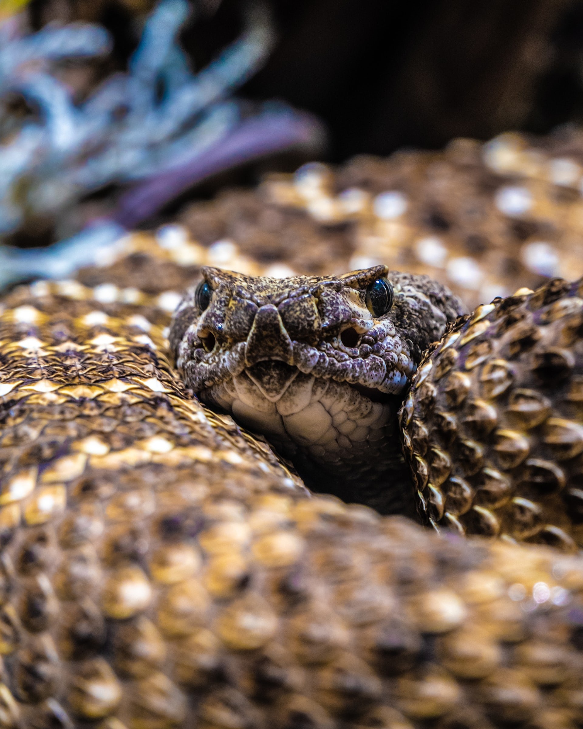 Rattlesnake roundup, Sweetwater, Texas, Controversial event, Wildlife conservation debate, 1920x2400 HD Phone