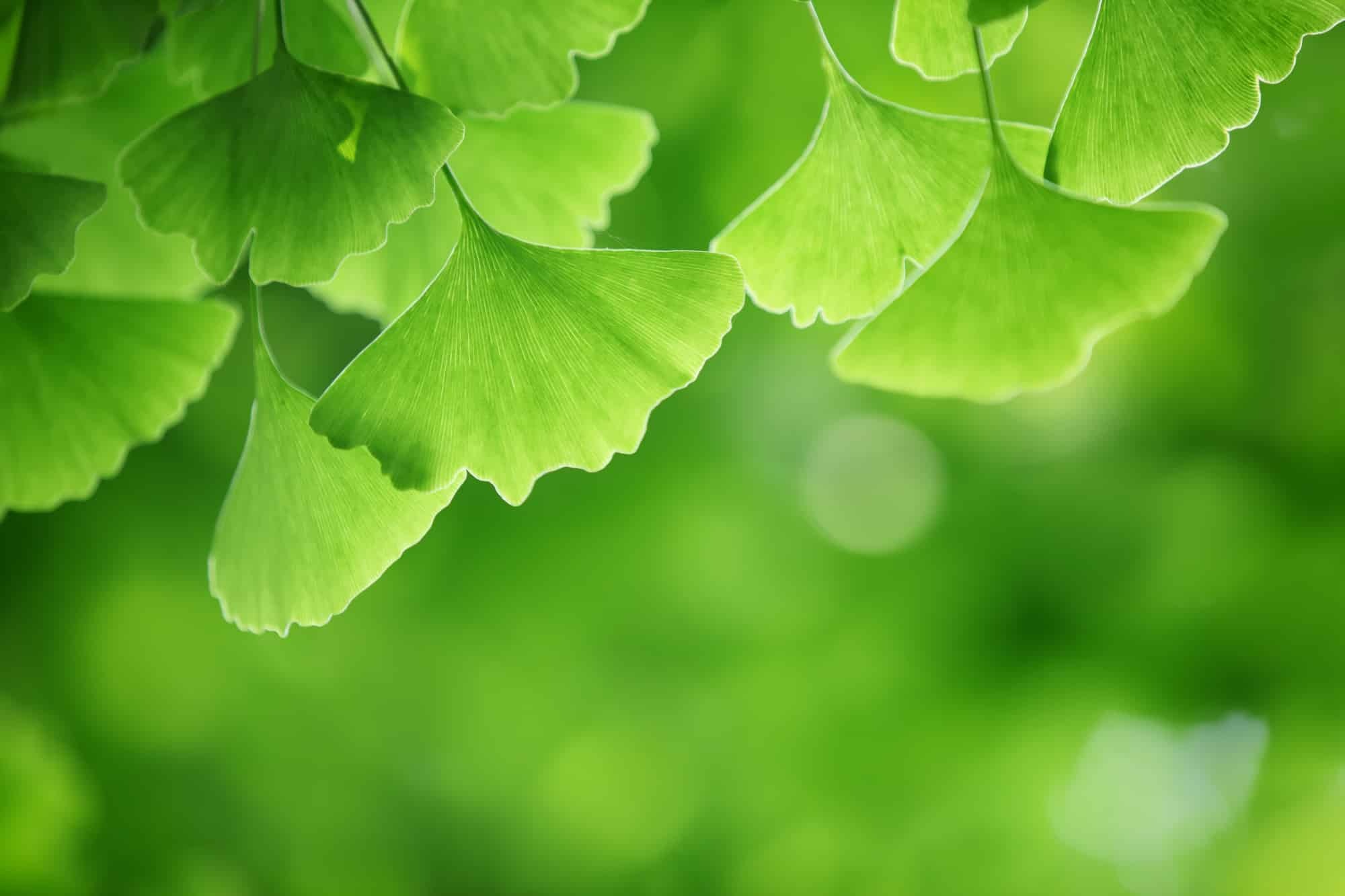 Ginkgo Biloba, Medicinal tree, Healing powers, Ancient herb, 2000x1340 HD Desktop