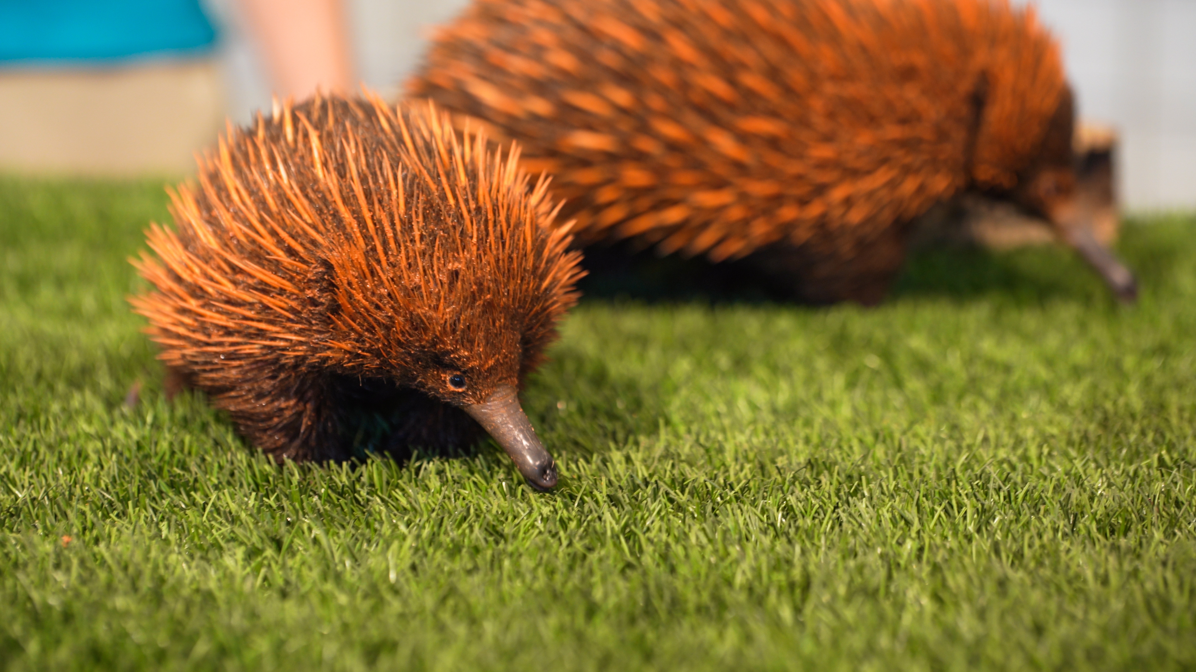 Baby echidna, Busch Gardens, Rare wildlife, Cutest baby animals, 3840x2160 4K Desktop