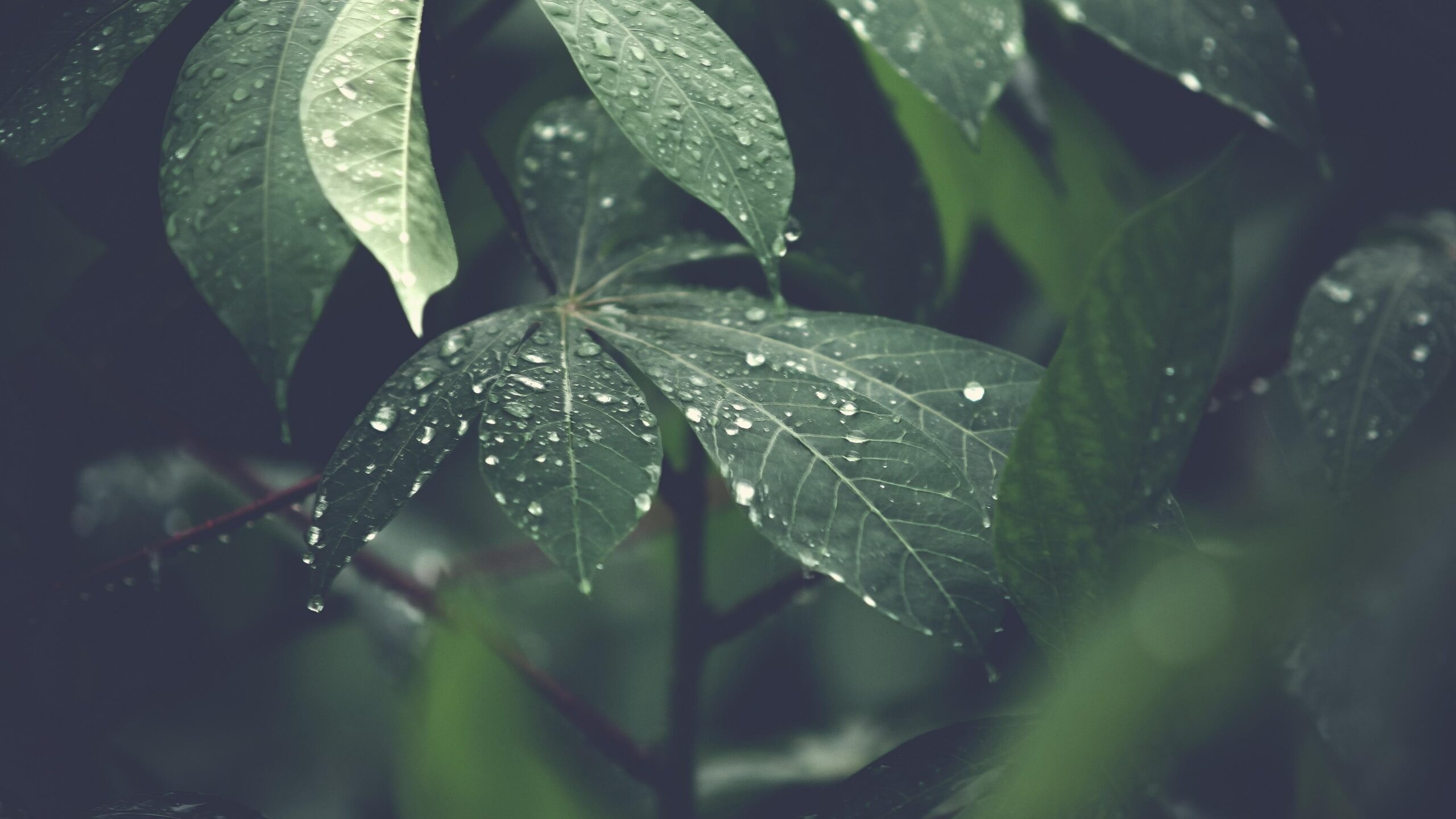 Green tree leaf, Water drops, Natural beauty, Full HD wallpaper, 2560x1440 HD Desktop