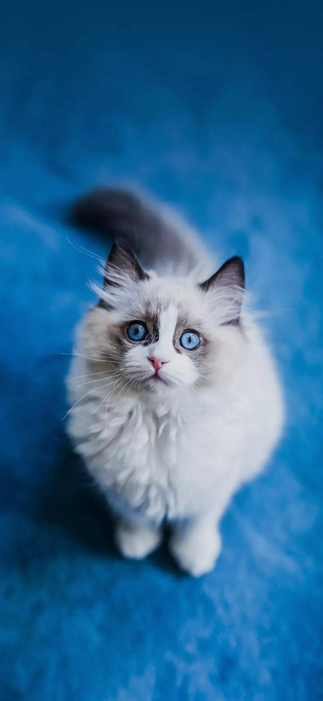 Ragdoll cat, Playful moments, Adorable kittens, Charming innocence, 1080x2340 HD Phone