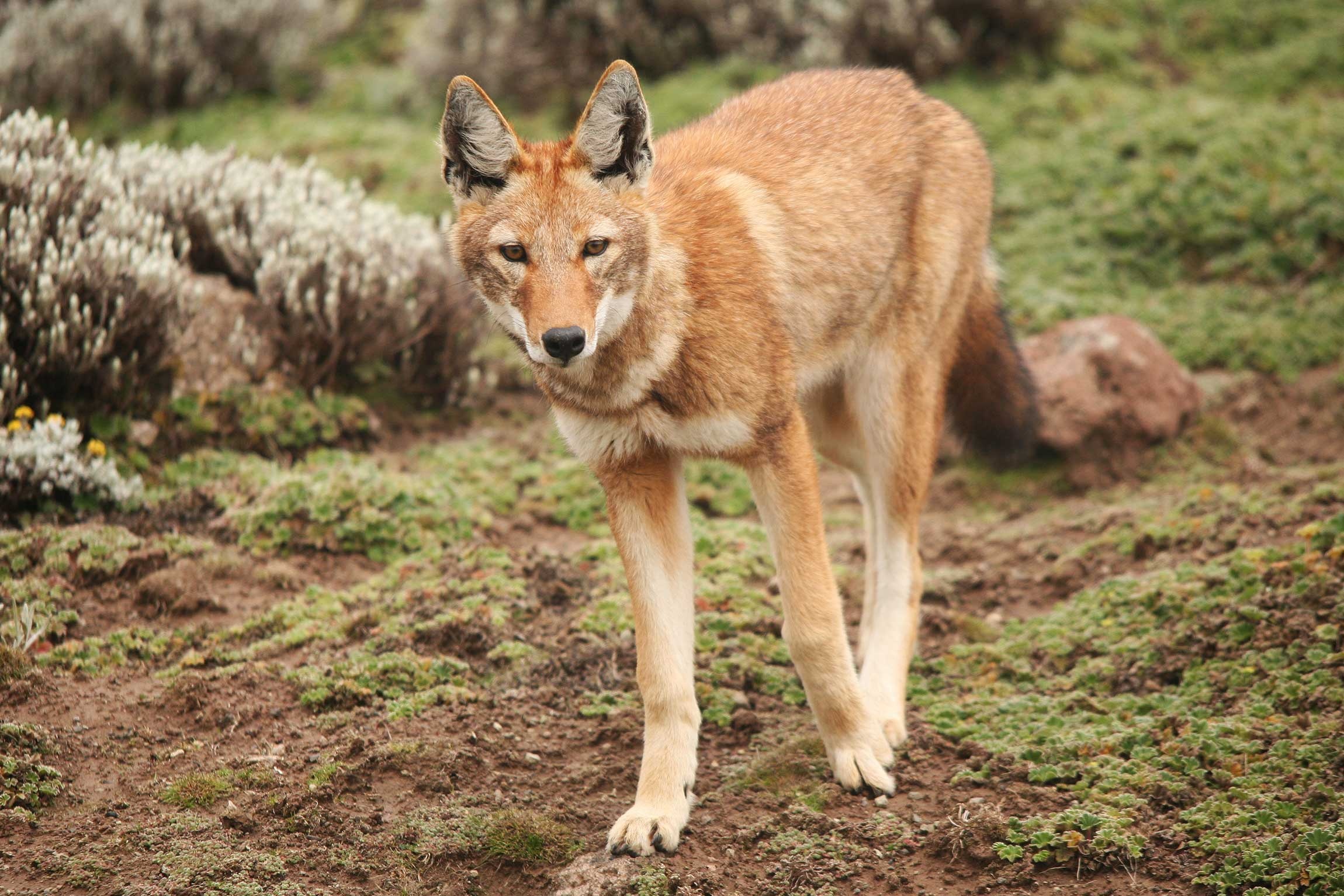 Bale Mountains National Park, Nature's wonderland, Ethiopian biodiversity, Designer journeys, 2300x1540 HD Desktop