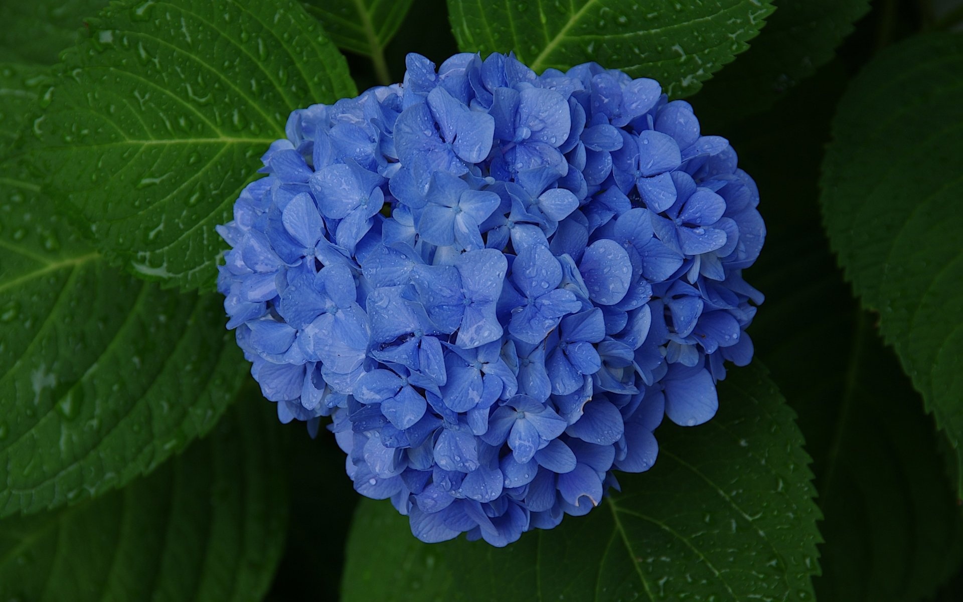 Hydrangea desktop wallpapers, HD background images, Nature's beauty, Floral wonder, 1920x1200 HD Desktop