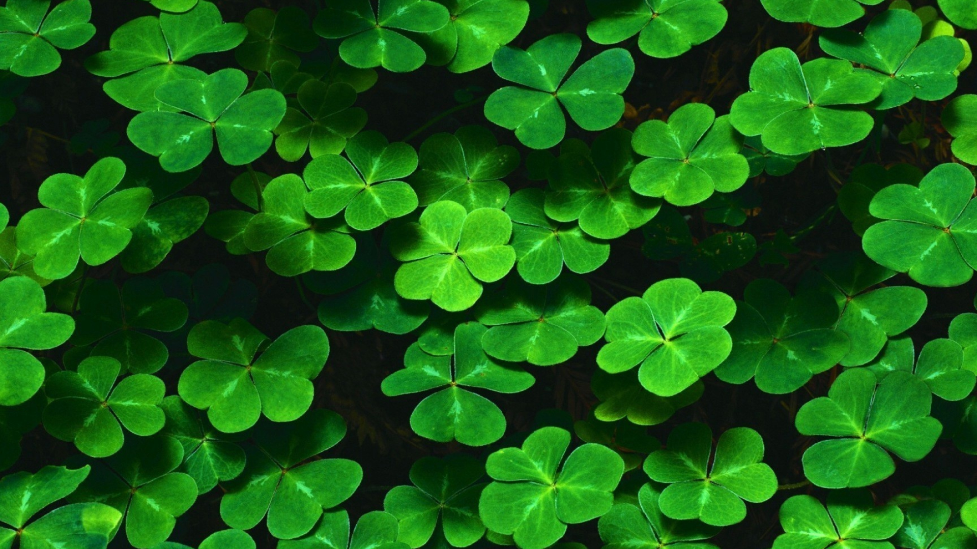 Irish Shamrock, Shamrock wallpapers, St. Patrick's Day, Irish celebration, 1920x1080 Full HD Desktop